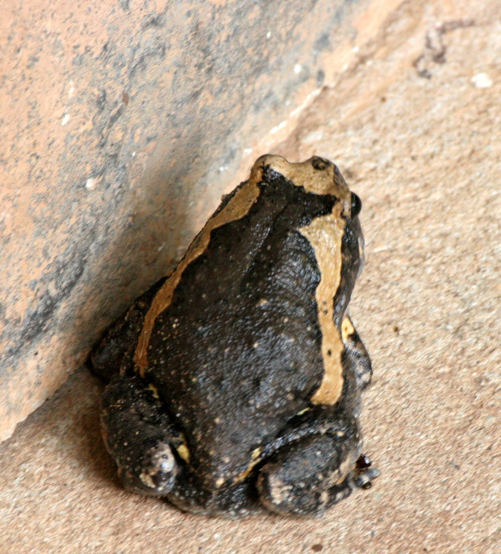 AMPHIBIAN - TOAD - BANDED TOAD SPECIES - KALOULA SPECIES - PANG SIDA NATIONAL PARK THAILAND .JPG