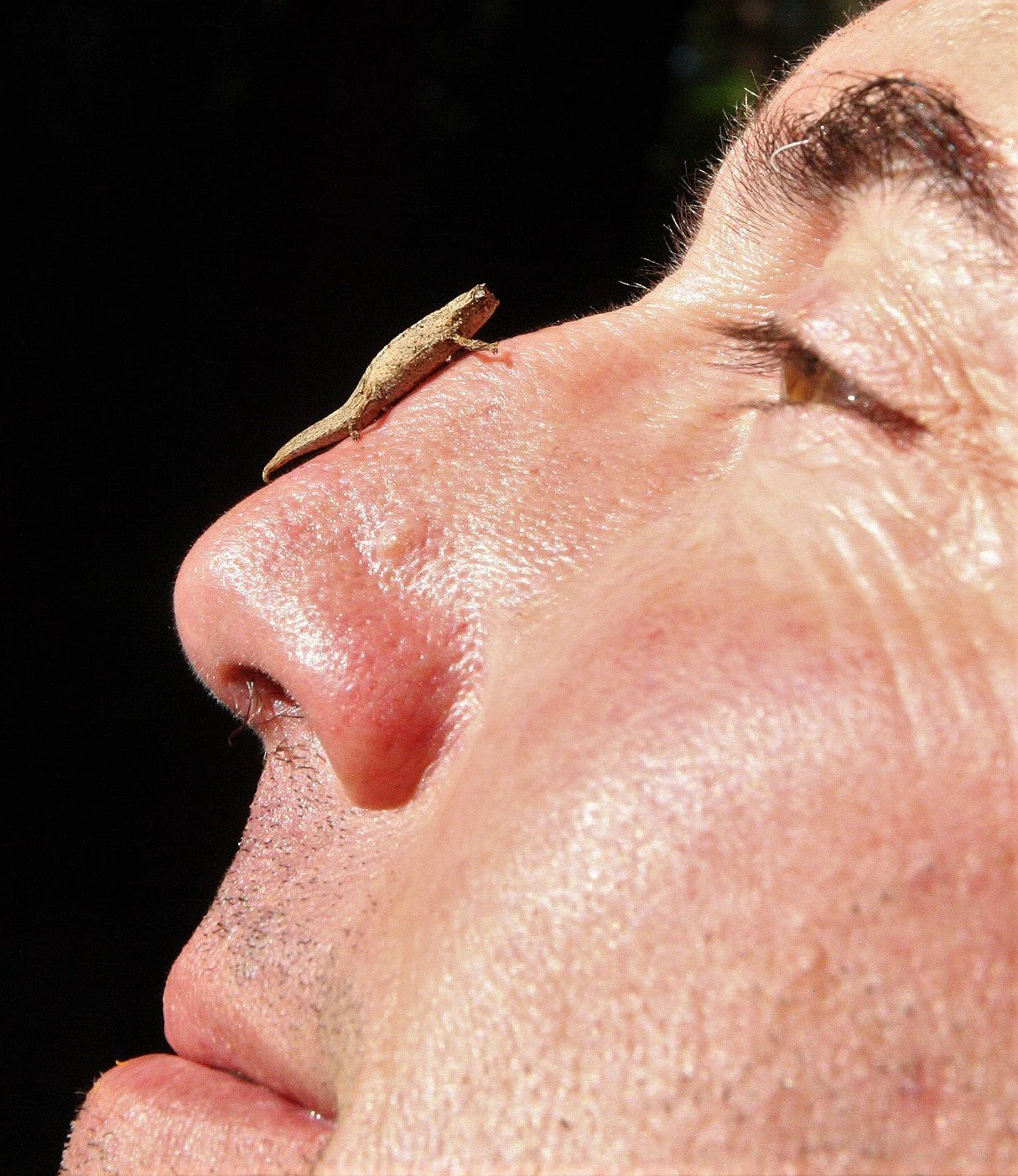 Brookesia tuberculata - MONTAGNE D'AMBRE LEAF CHAMELEON - MONTAGNE D'AMBRE NATIONAL PARK  - WORLD'S SMALLEST SPECIES (36).JPG