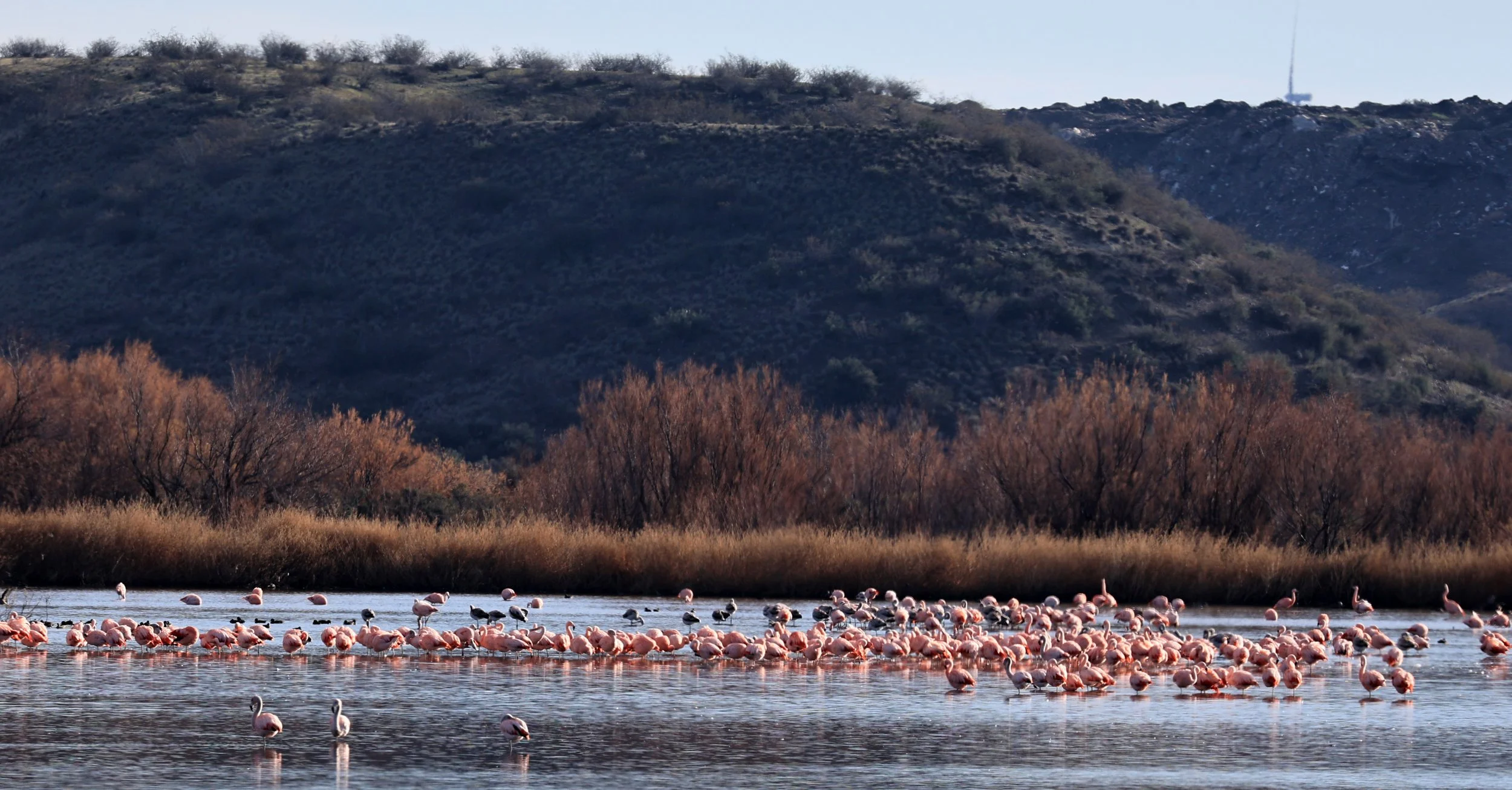 Chilean Flamingo (Phoenicopterus chilensis) Lagunas del Ornitólogo, Trelew Argentina (54).jpg
