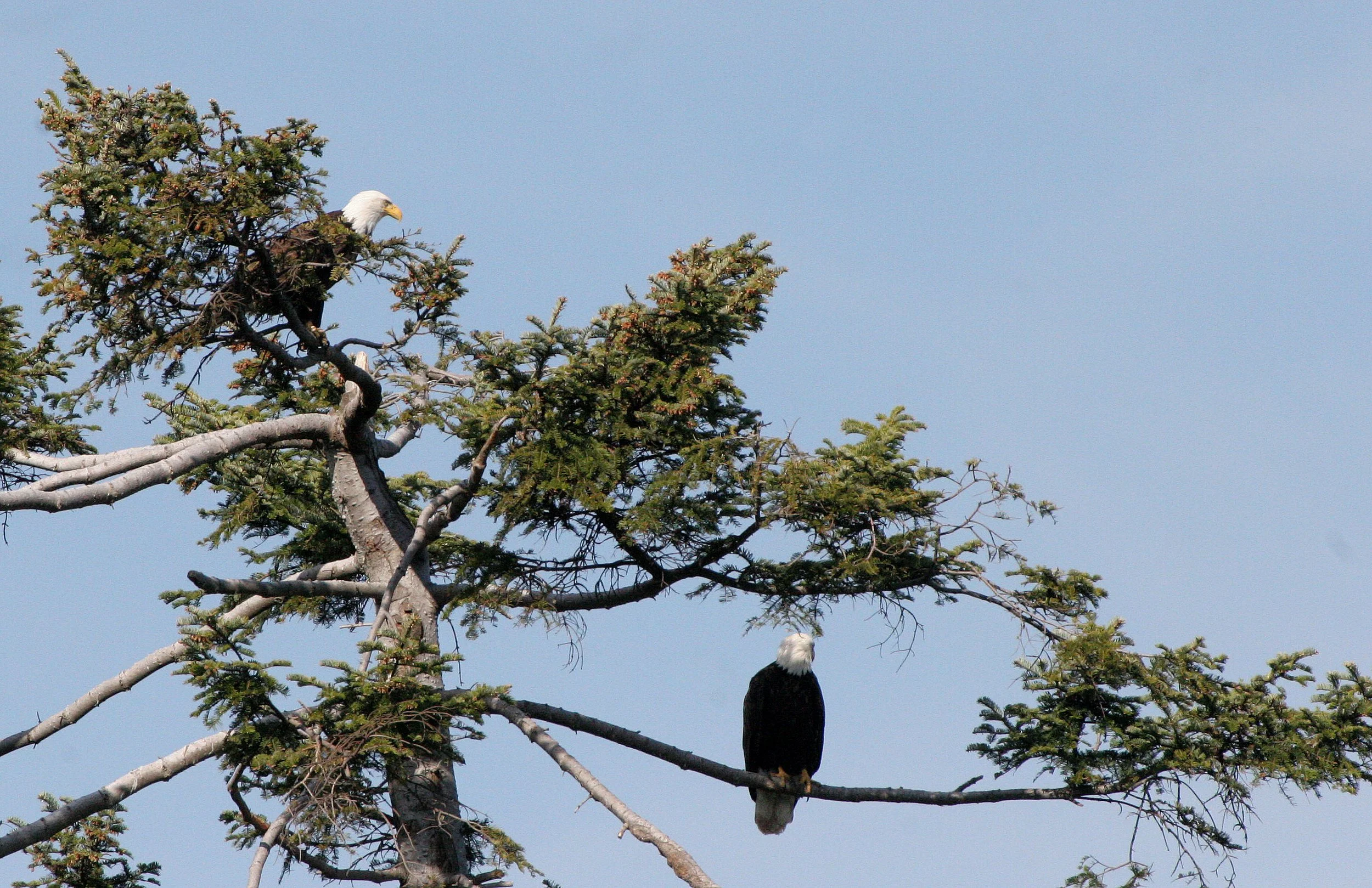 Haliaeetus leucocephalus - AMERICAN BALD EAGLE - LAKE FARM BLUFFS WASHINGTON (89).JPG