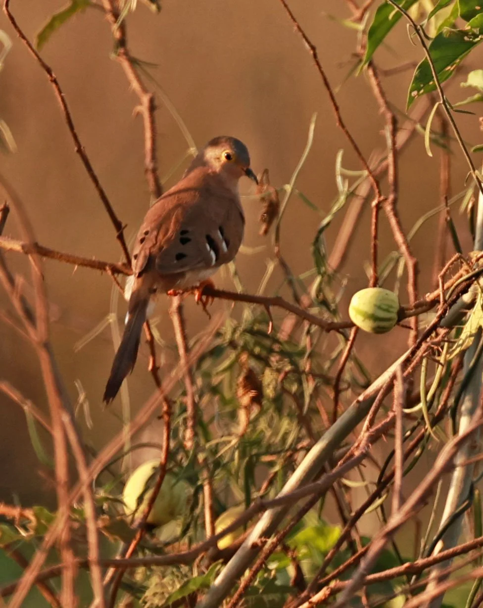 Long-tailed Ground-Dove (Uropelia campestris) Pantanal, Pouso Alegre Lodge, Brazil (1).jpg