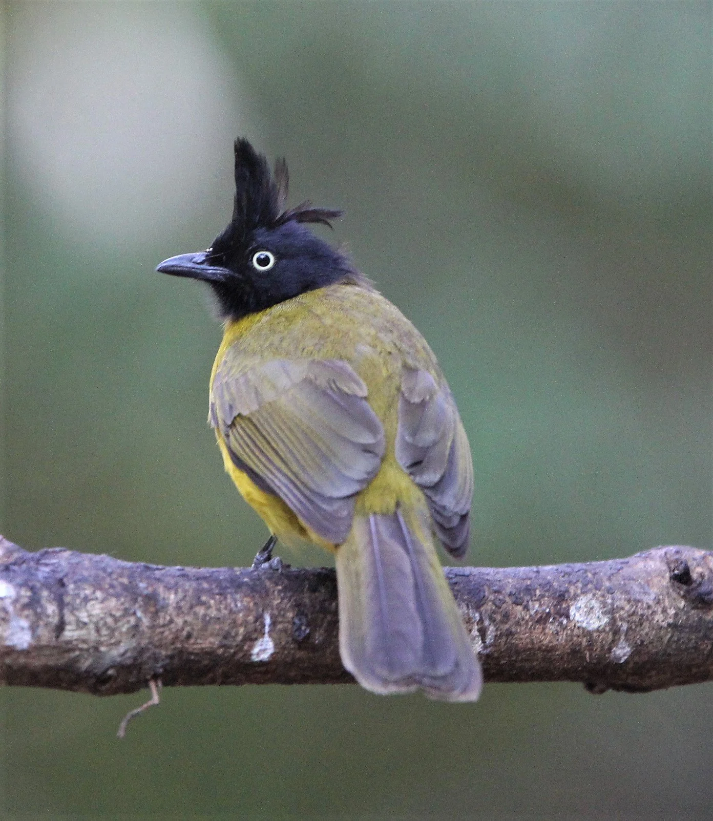 BULBUL - BLACK-CRESTED BULBUL - Pycnonotus melanicterus - LUNG SIN HIDE KAENG KRACHAN (1).jpg
