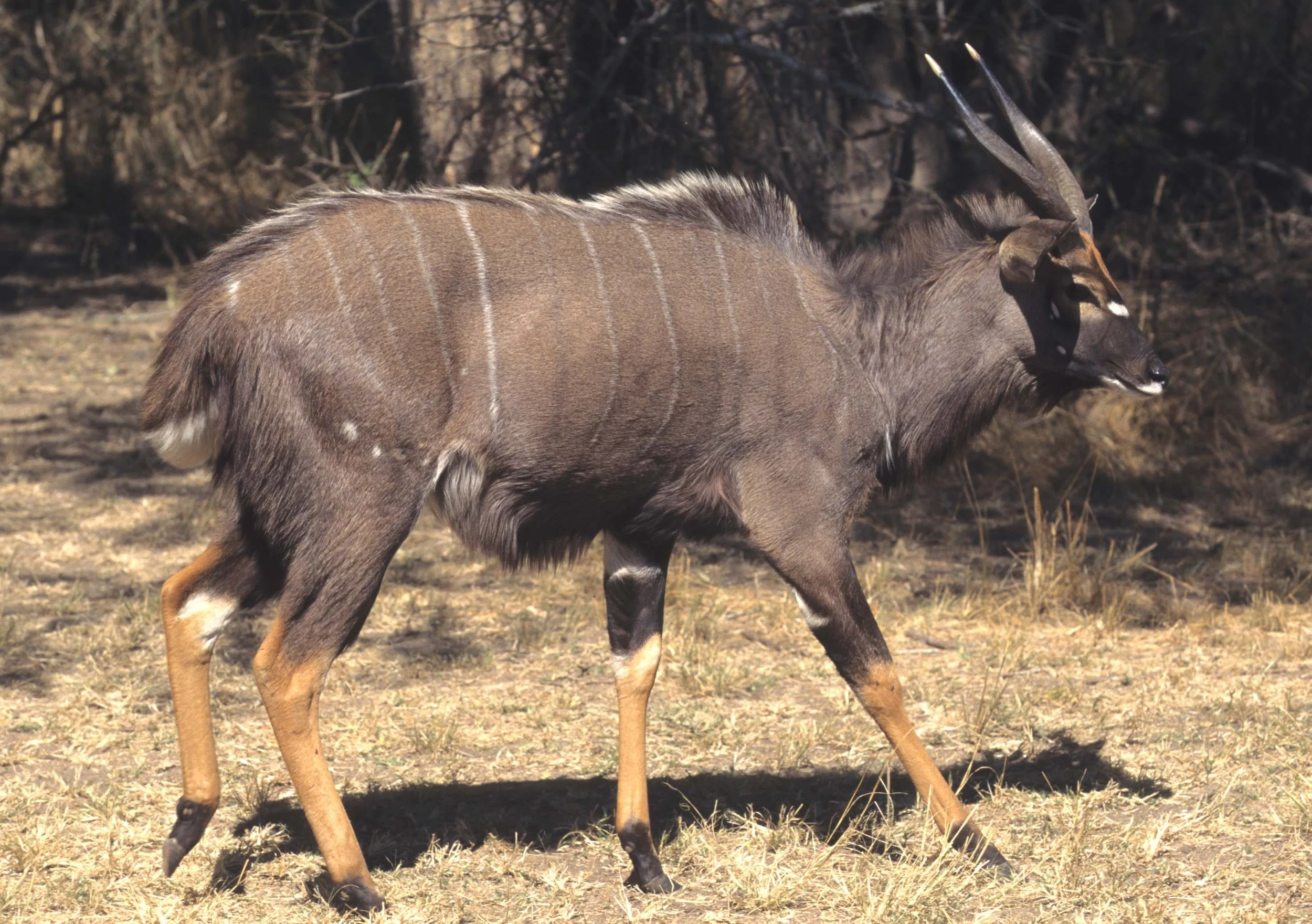 BOVID - NYALA - ZIMBABWE (8).jpg