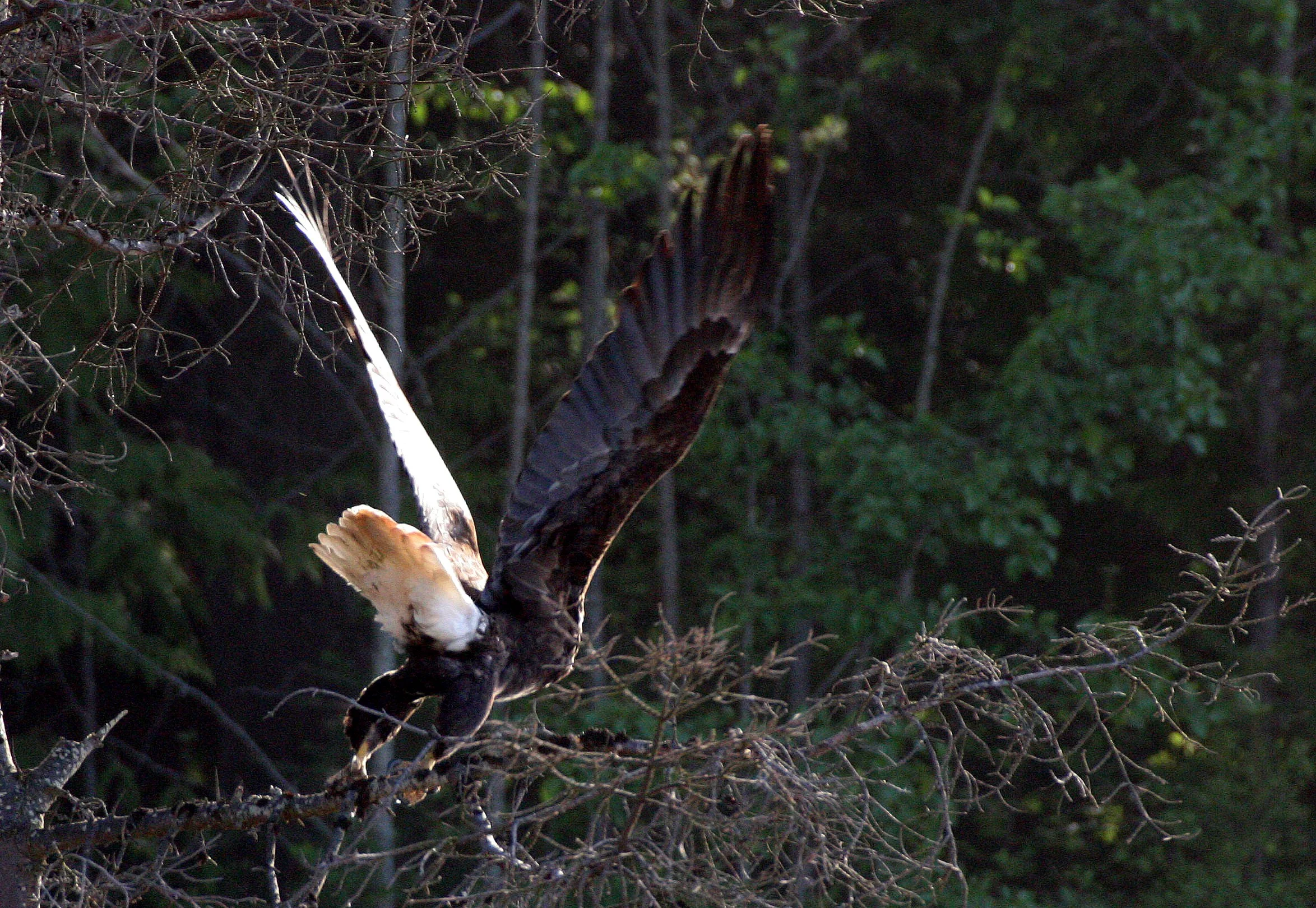 Haliaeetus leucocephalus - AMERICAN BALD EAGLE - LAKE FARM BLUFFS WASHINGTON (156).JPG