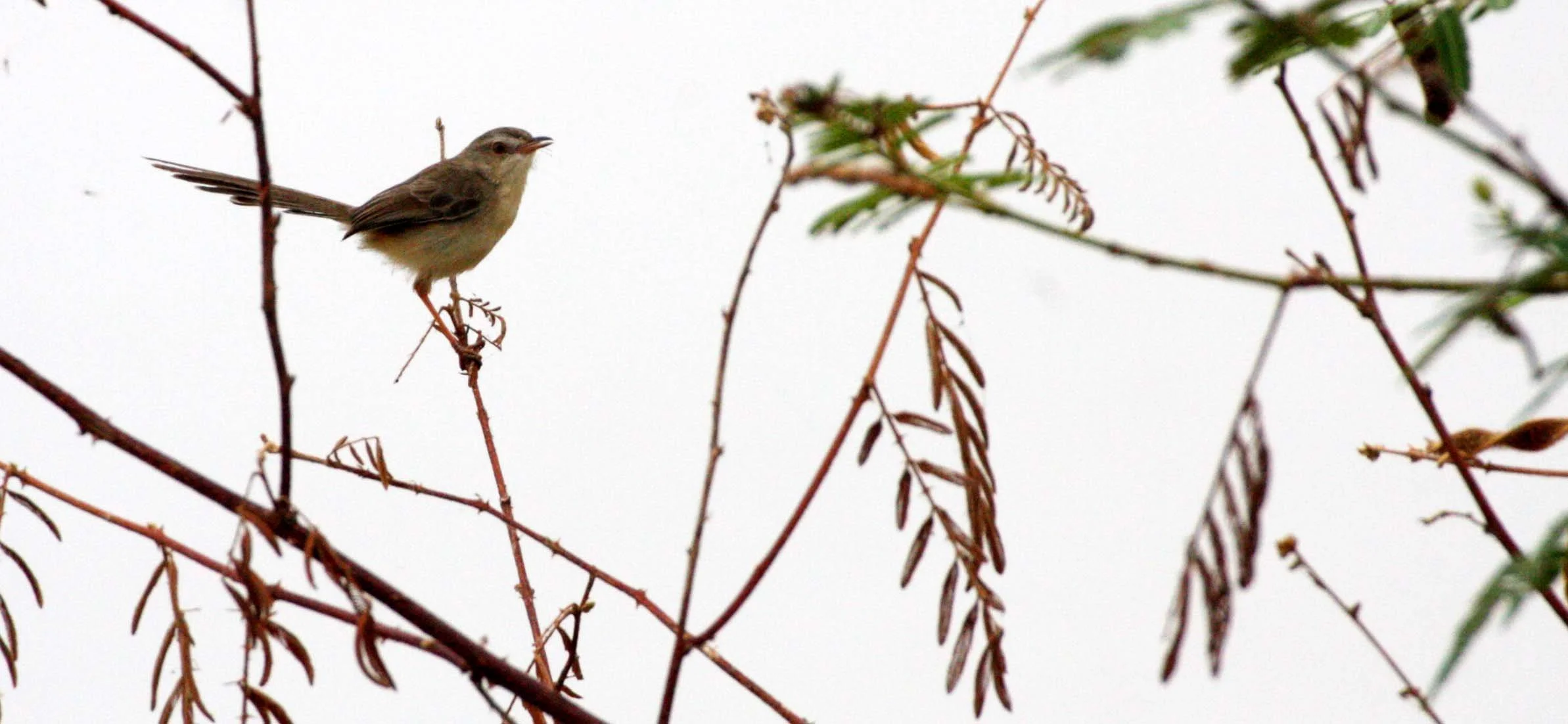 BIRD - PRINIA - PLAIN PRINIA - BUENG BORAPHET THAILAND - PRINIA INORNATA.JPG