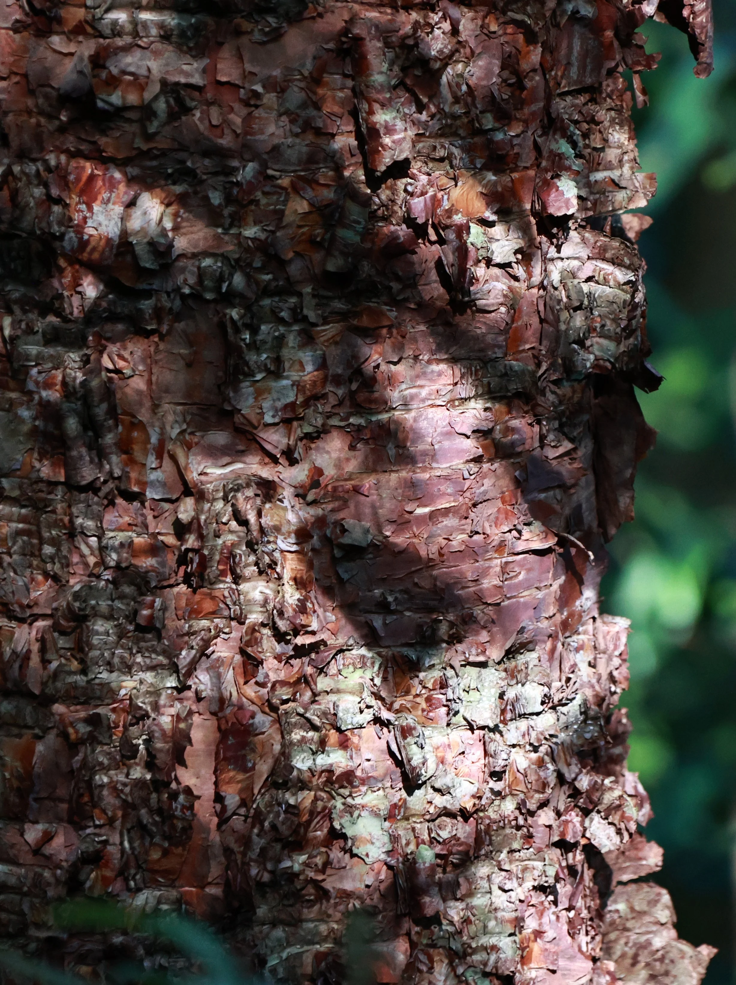 Phu Hin Rong Kla National Park Loei Province (127).jpg