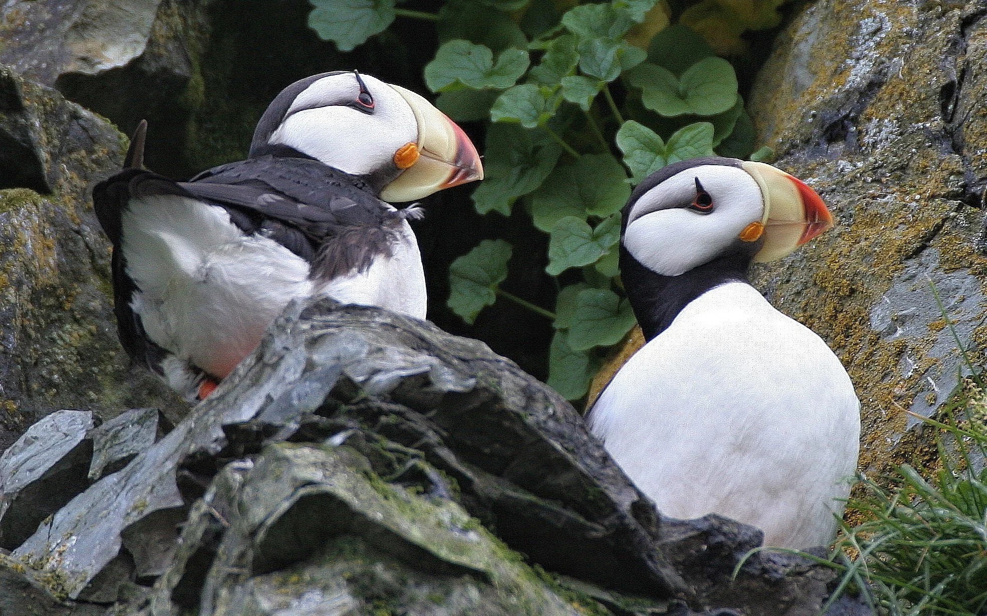 Fratercula corniculata - HORNED PUFFIN - ROOKERY ON MEDNY ISLAND COMMANDERS aa4 (5).jpg