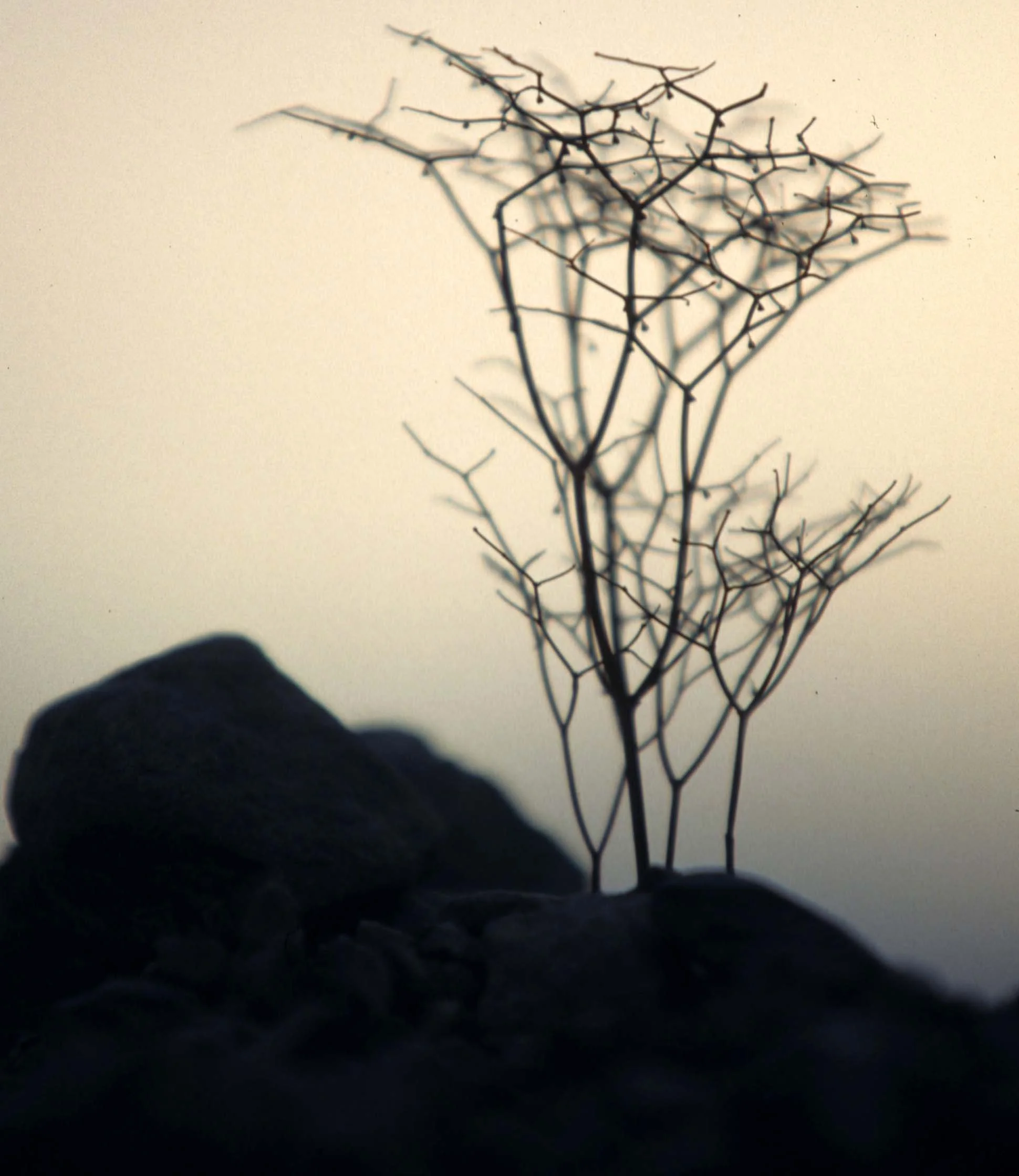 DEATH VALLEY - ERIOGONUM SPECIES - FLAT-CROWNED ERIOGONUM - PAGODA A.jpg