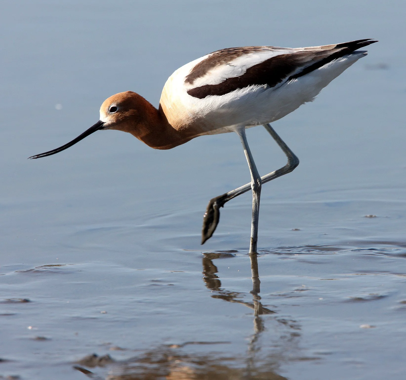 BIRD - AVOCET - AMERICAN AVOCET - SAN JOAQUIN WILDLIFE REFUGE IRVINE CALIFORNIA (31).jpg