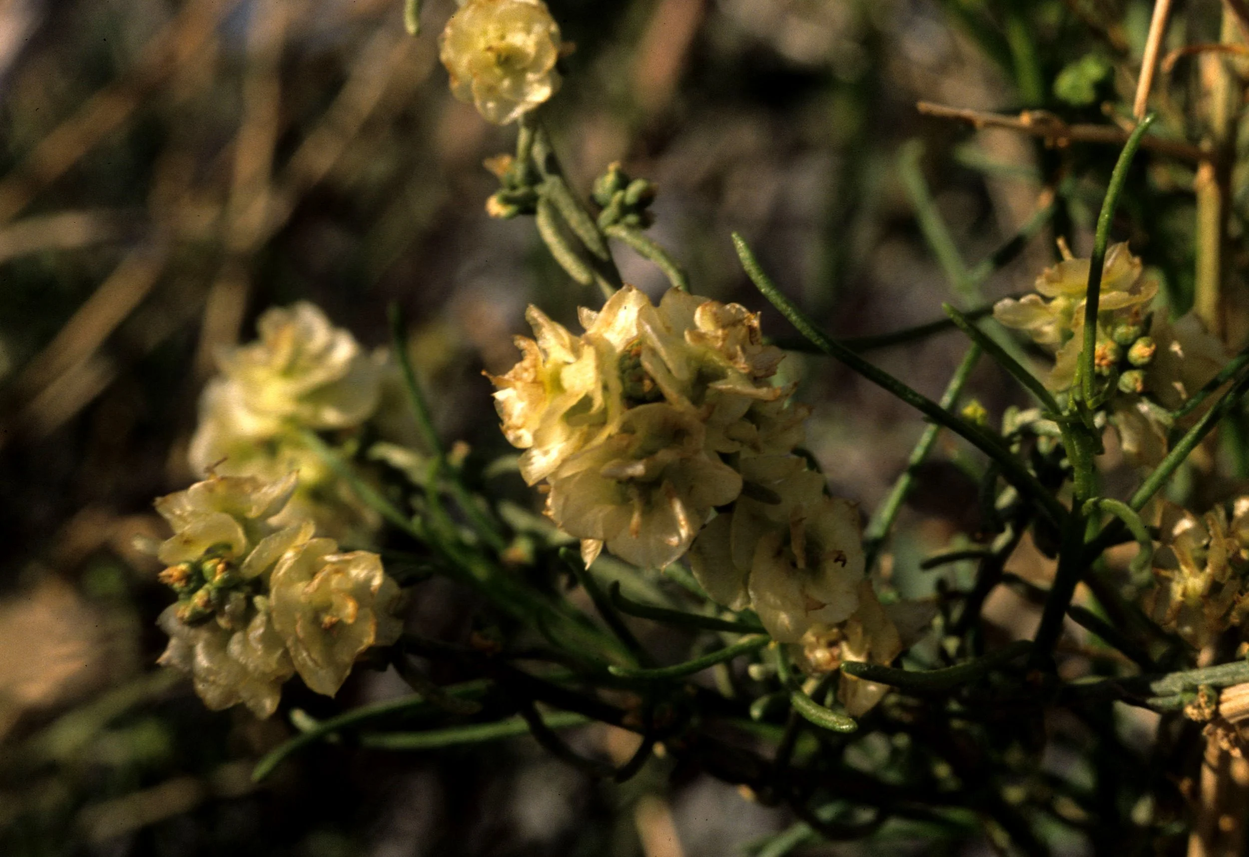 ANZA BORREGO - HYMEBNOCLEA SALSOLA - CHEESE BUSH IN BLOOM.jpg