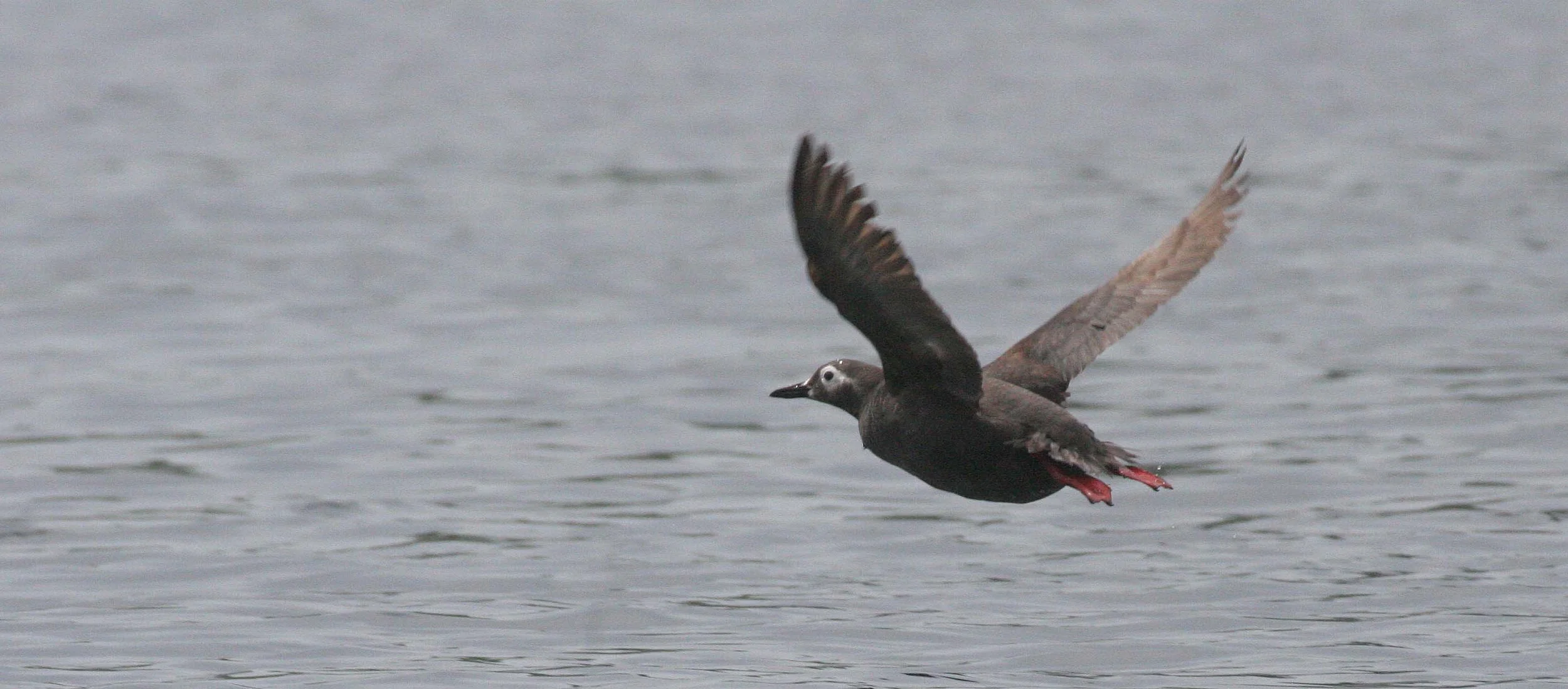 Cepphus carbo - SPECTACLED GUILLEMOT - MONERON ISLAND RUSSIA (12).jpg