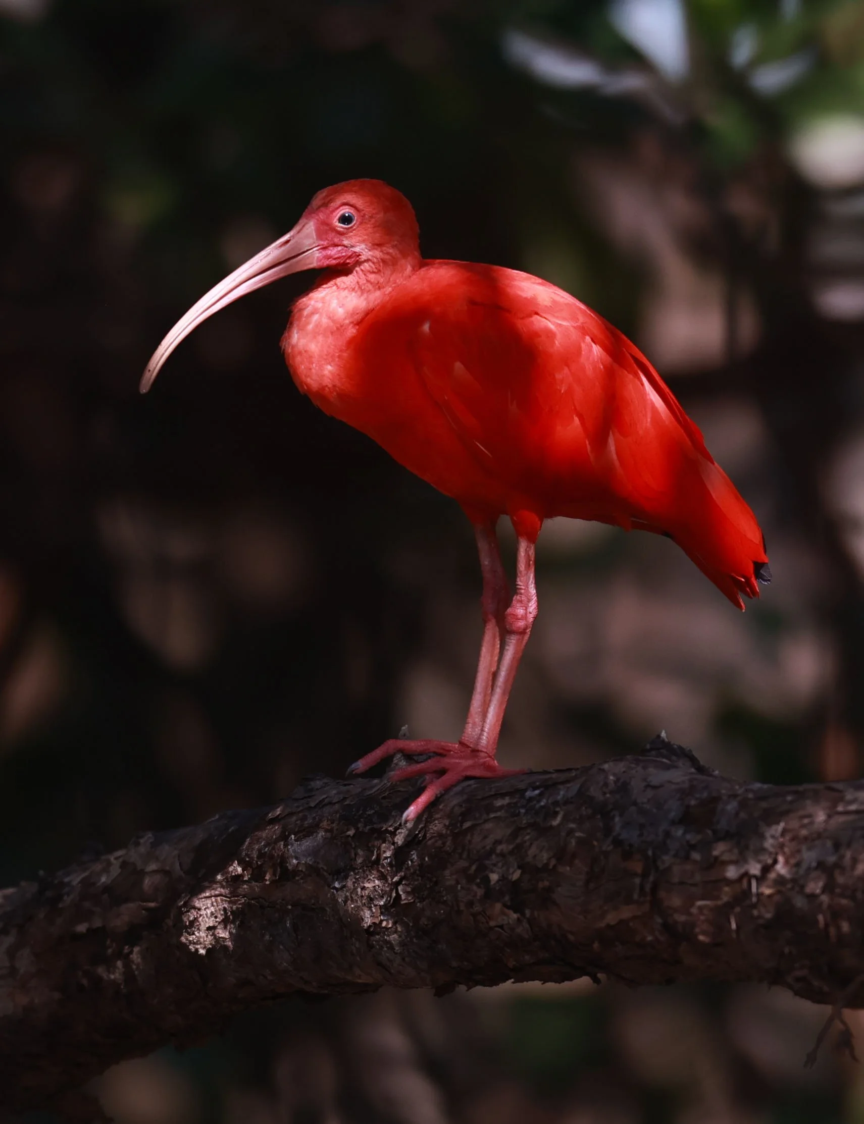 Ibis - Scarlet Ibis - Eudocimus ruber - 29 Songkaow Cafe, Chachoengsao Thailand (194).jpg