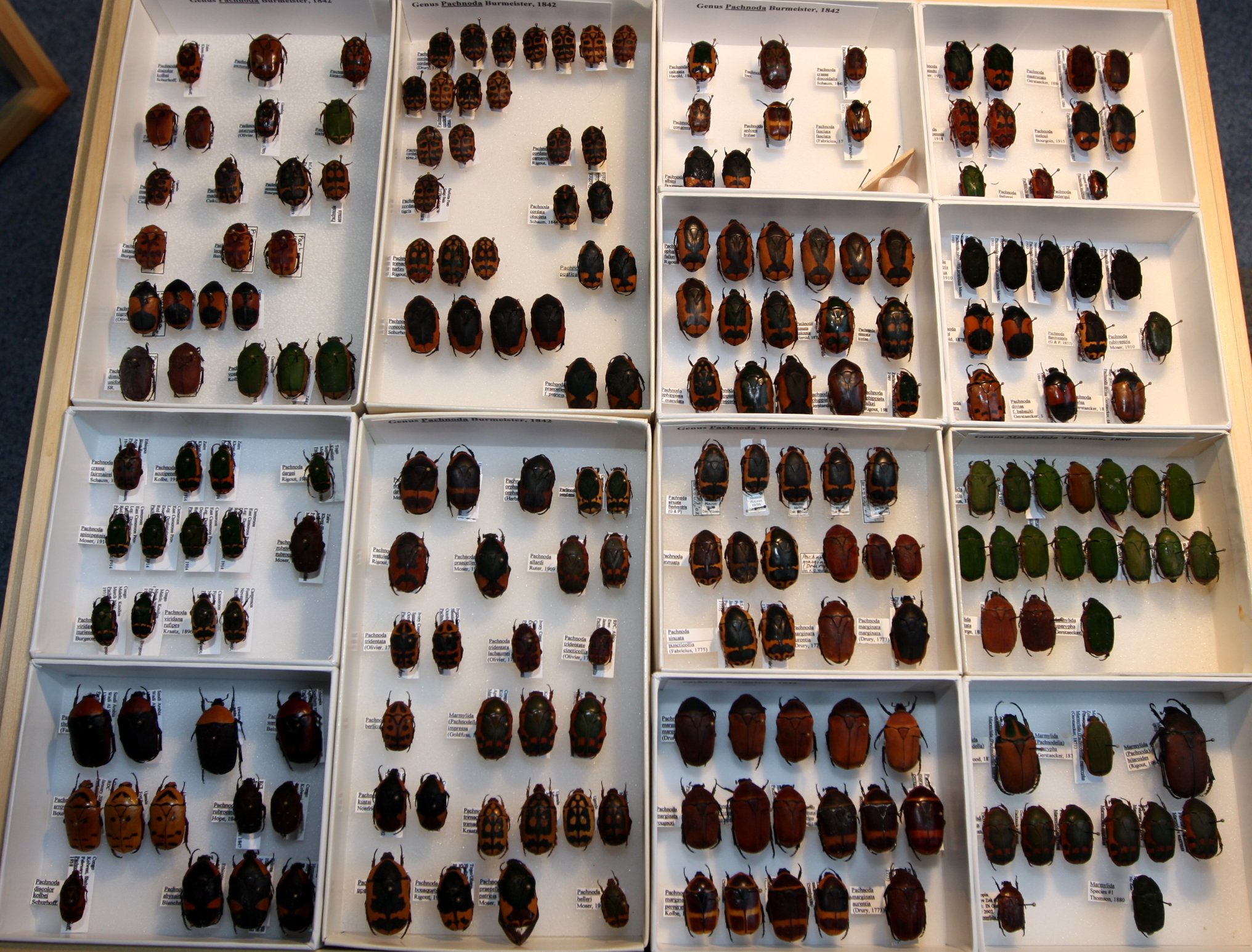 Cetoniinae 26 – Pachnoda.JPG