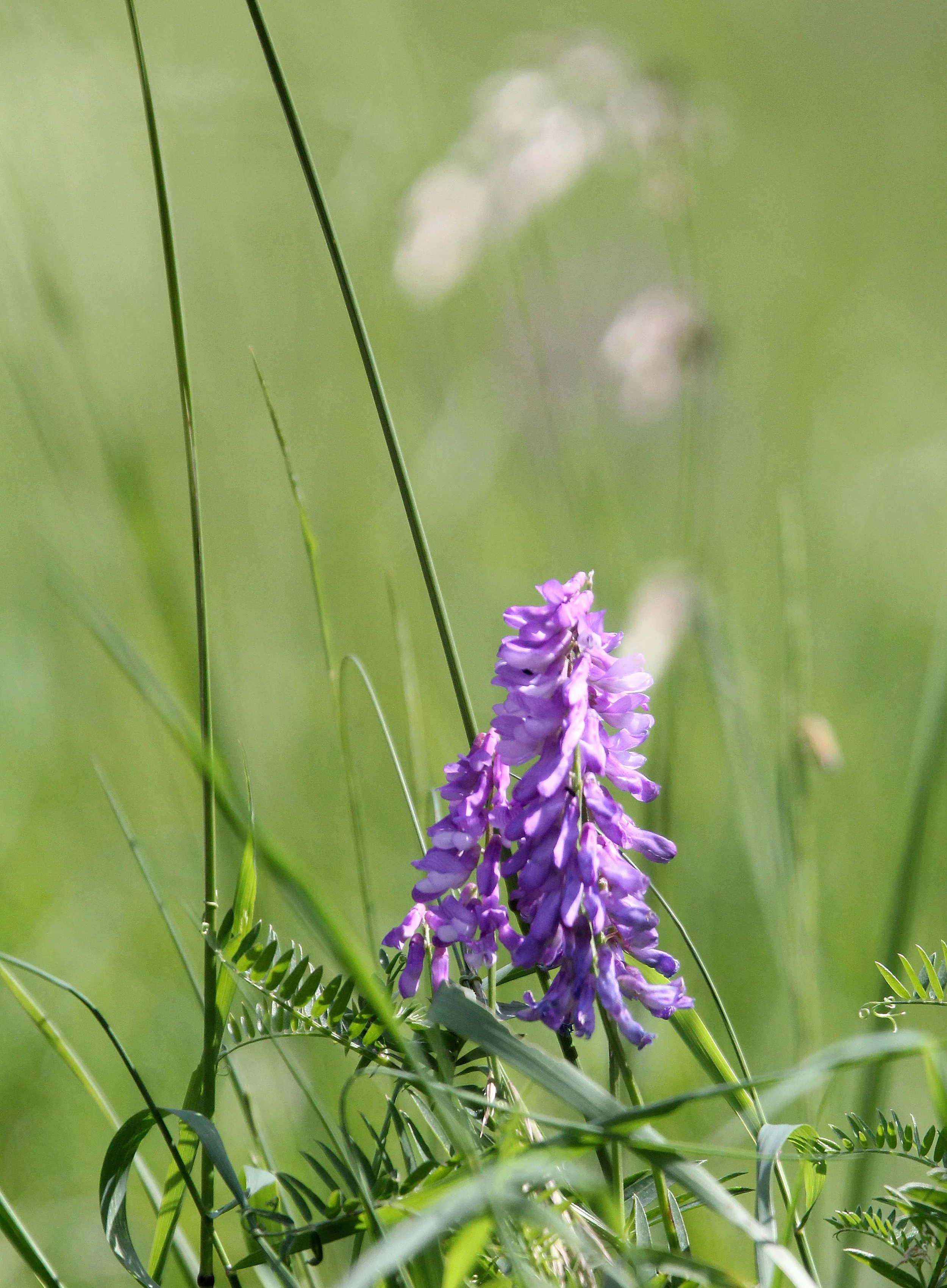 VERCORS NATIONAL PARK FRANCE (31).JPG