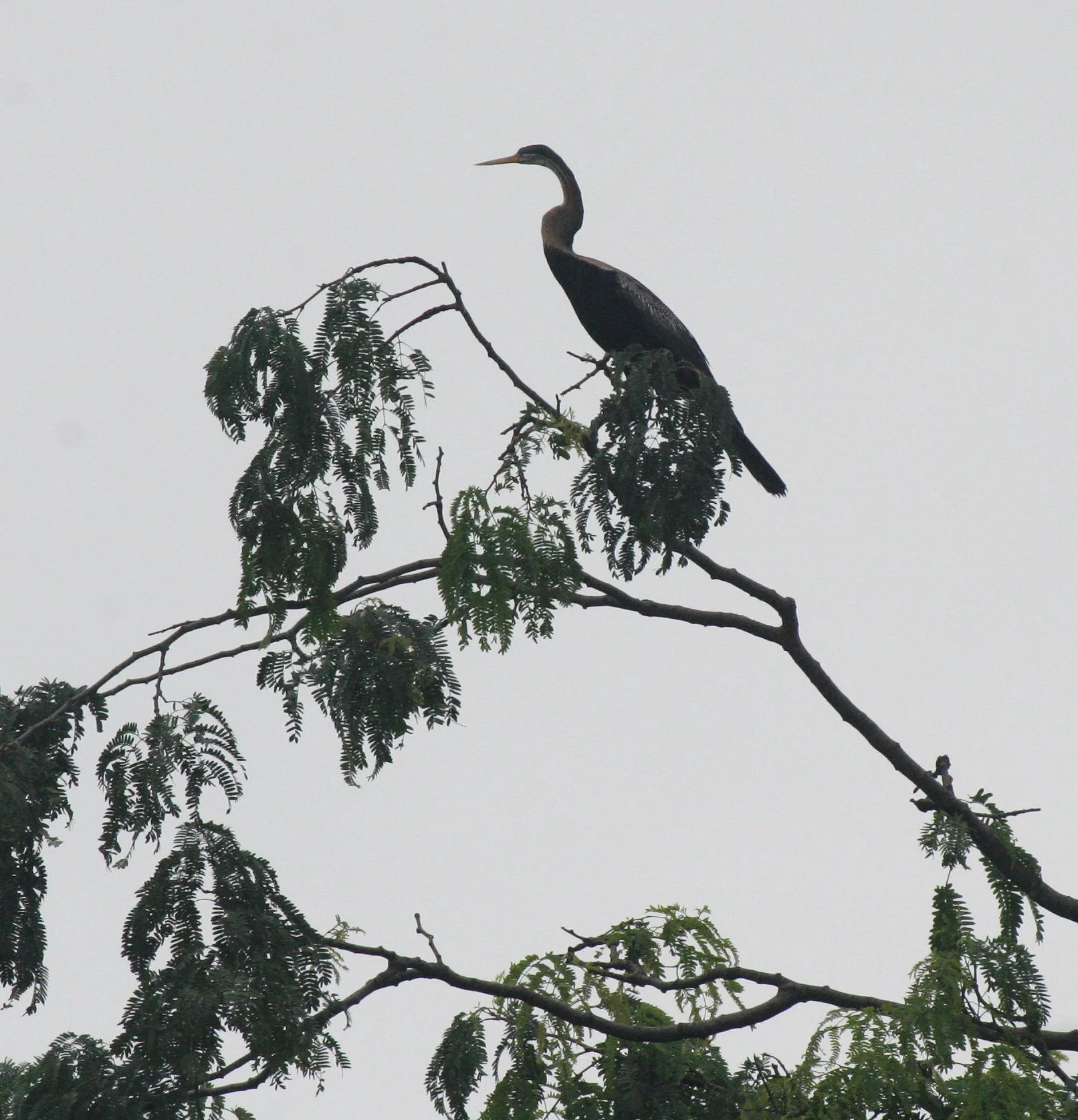 DARTER - Anhinga melanogaster - BUENG BORAPHET THAILAND (1).JPG