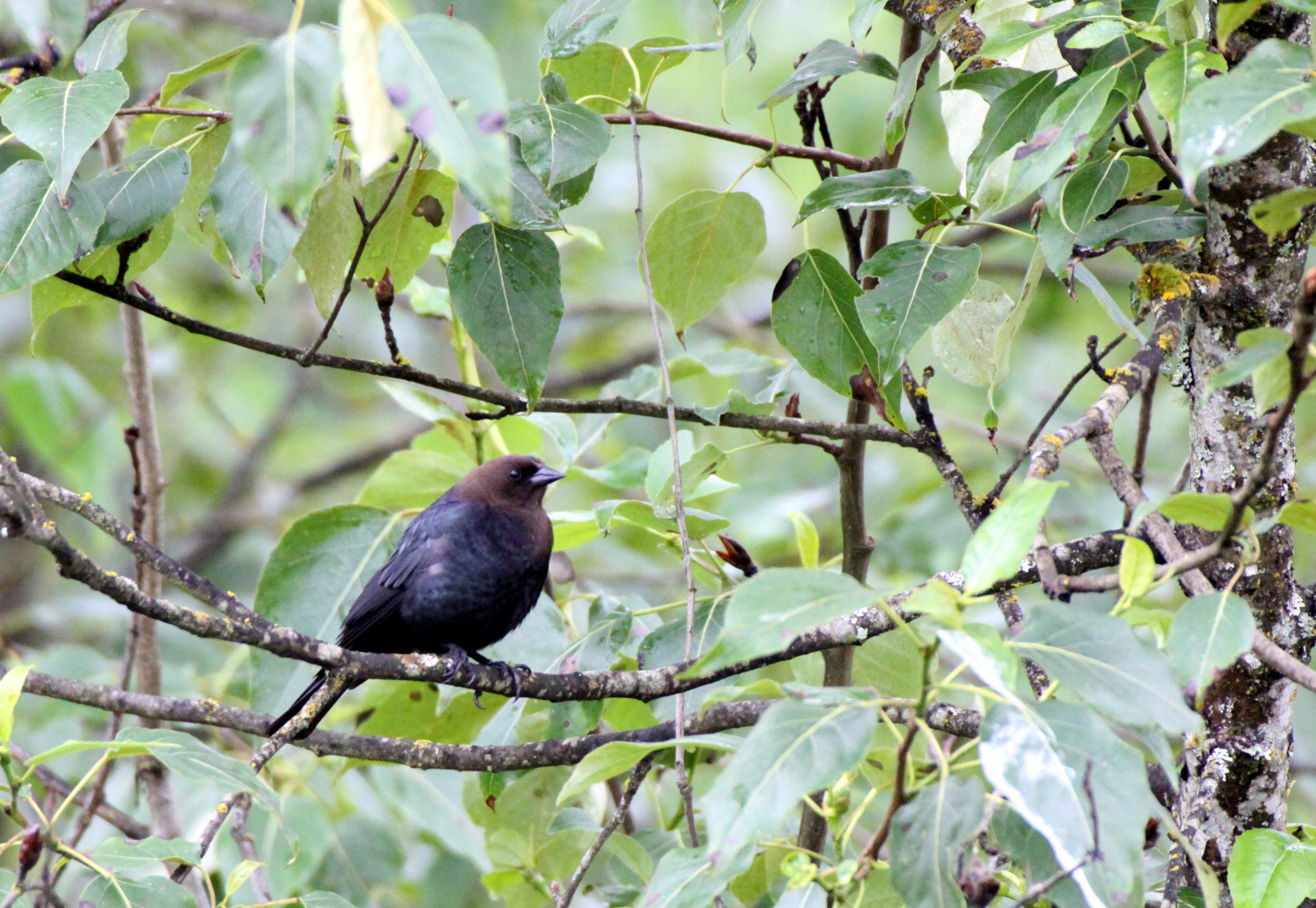 Brown-headed Cowbird (Molothrus ater) Somemos March Vancouver Island BC (1).JPG