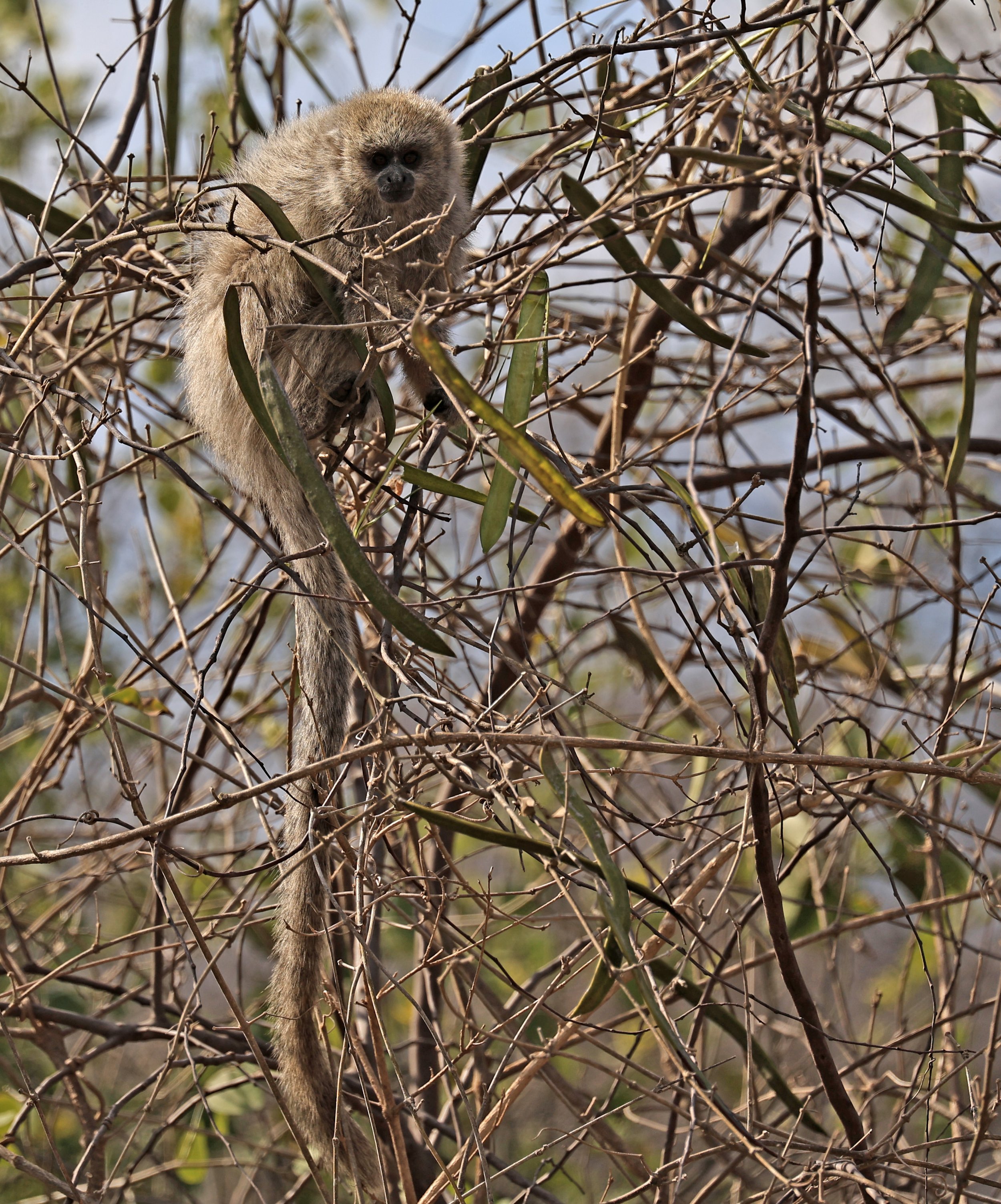Chacoan Titi (Plecturocebus pallescens) Agua Dulce Paraguay (6).jpg