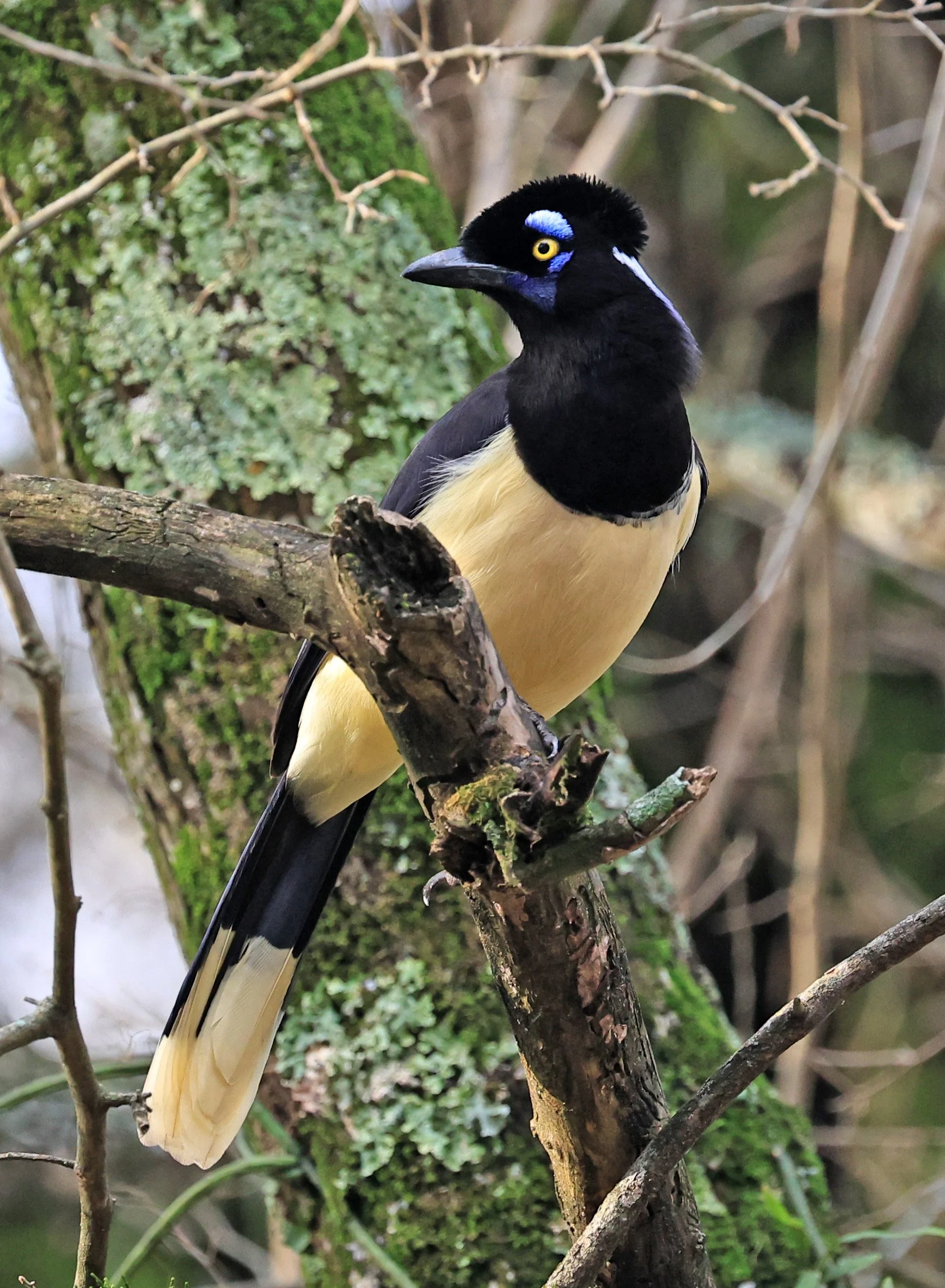 Plush-crested Jay (Cyanocorax chrysops) El Palmar National Park, Entre Rios, Argentina (47).jpg