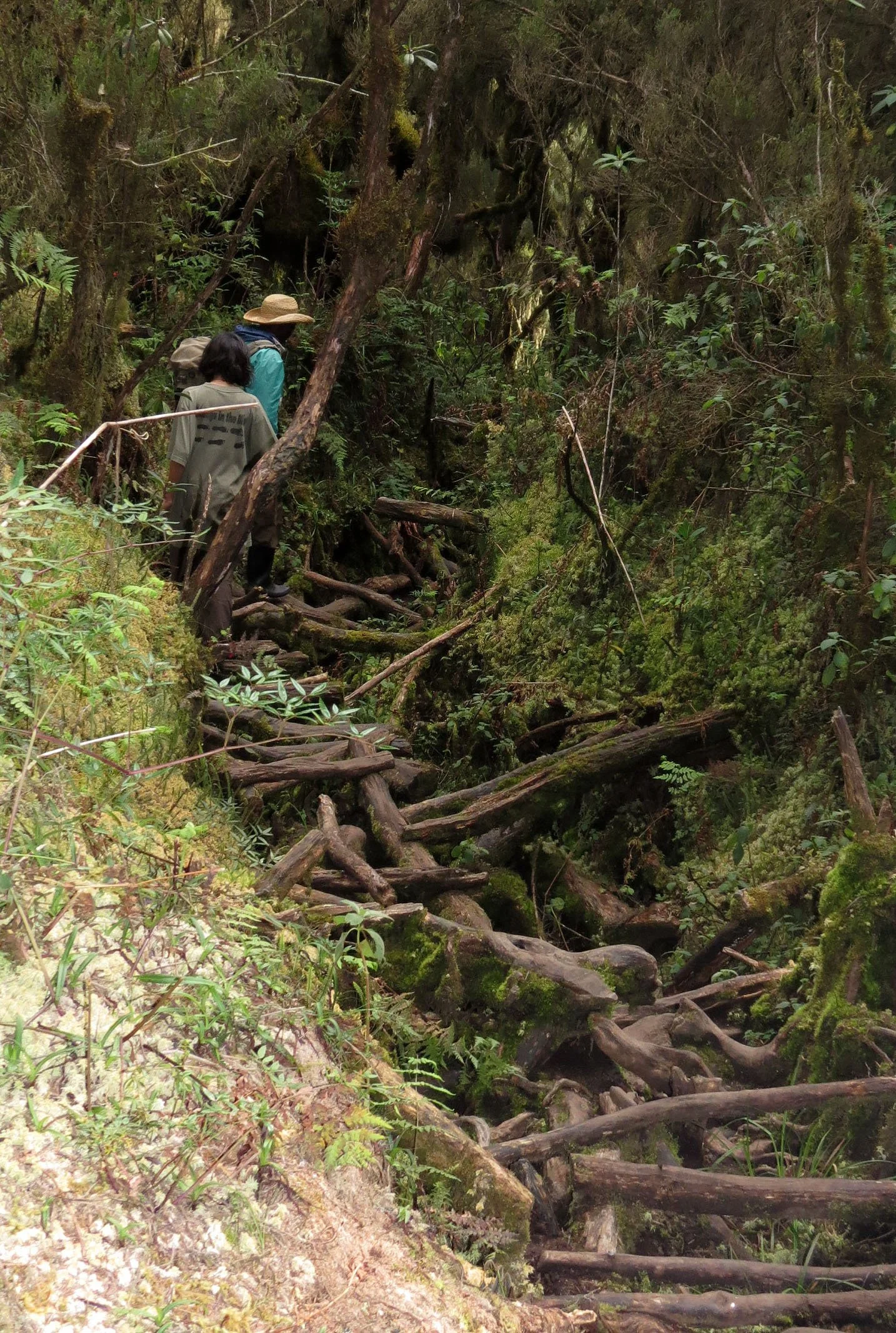 RWENZORI NATIONAL PARK UGANDA (156).JPG