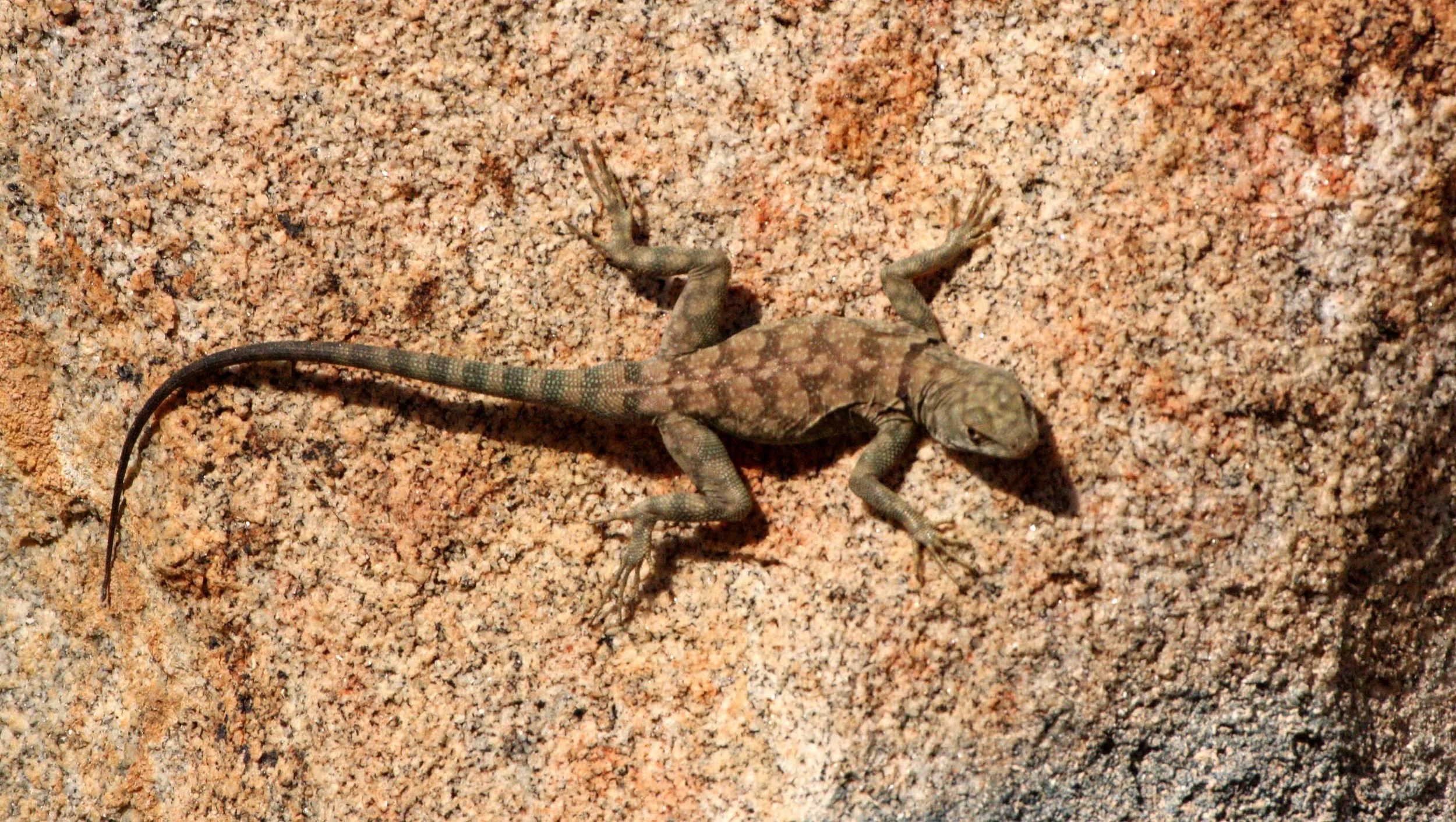 Petrosaurus mearnsi - BANDED or MEARN'S ROCK LIZARD - CATAVINA DESERT BAJA MEXICO (4).JPG
