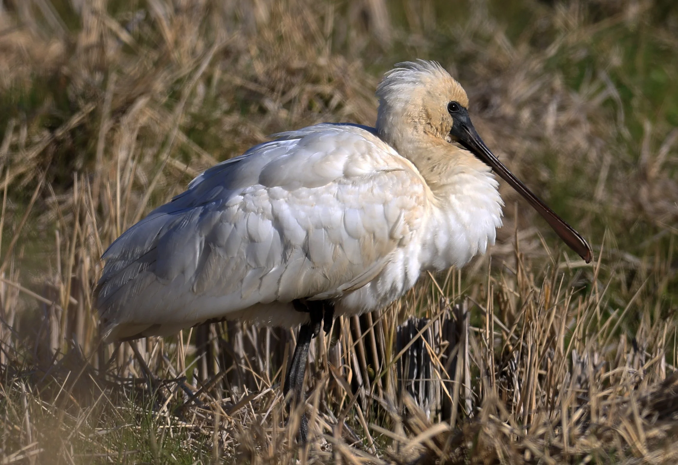 Black-faced Spoonbill (Platalea minor) Izumi Crane Center and Fields Izumi Kagoshima Japan (15).jpg
