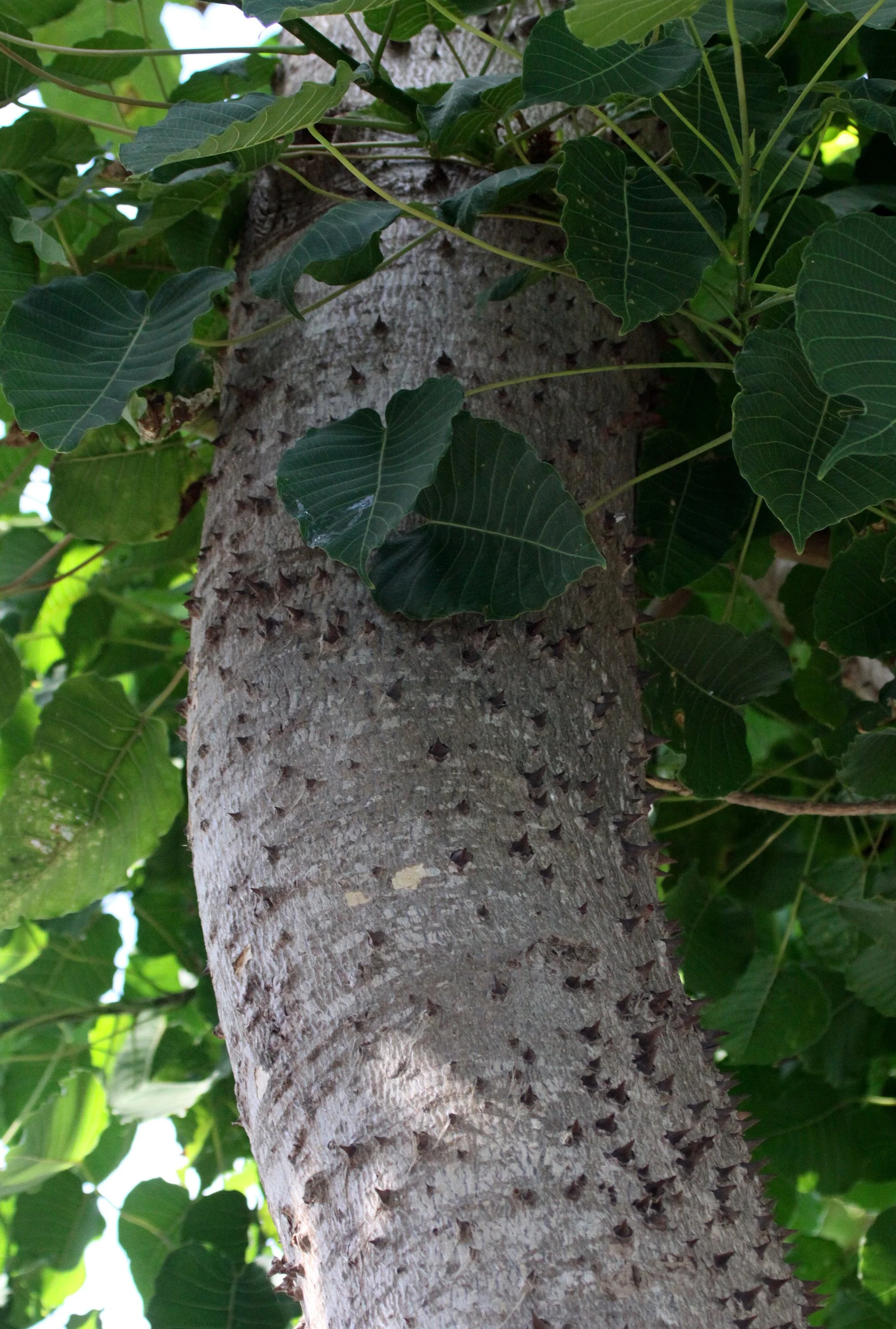 PLANT - SPECIES - MORONDAVA MADAGASCAR (3).JPG