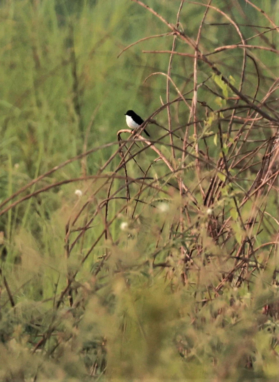 BUSH CHAT - JERDON'S BUSH CHAT - Saxicola jerdoni - Pak Chom Loei Province Mekong River (13)A.jpg
