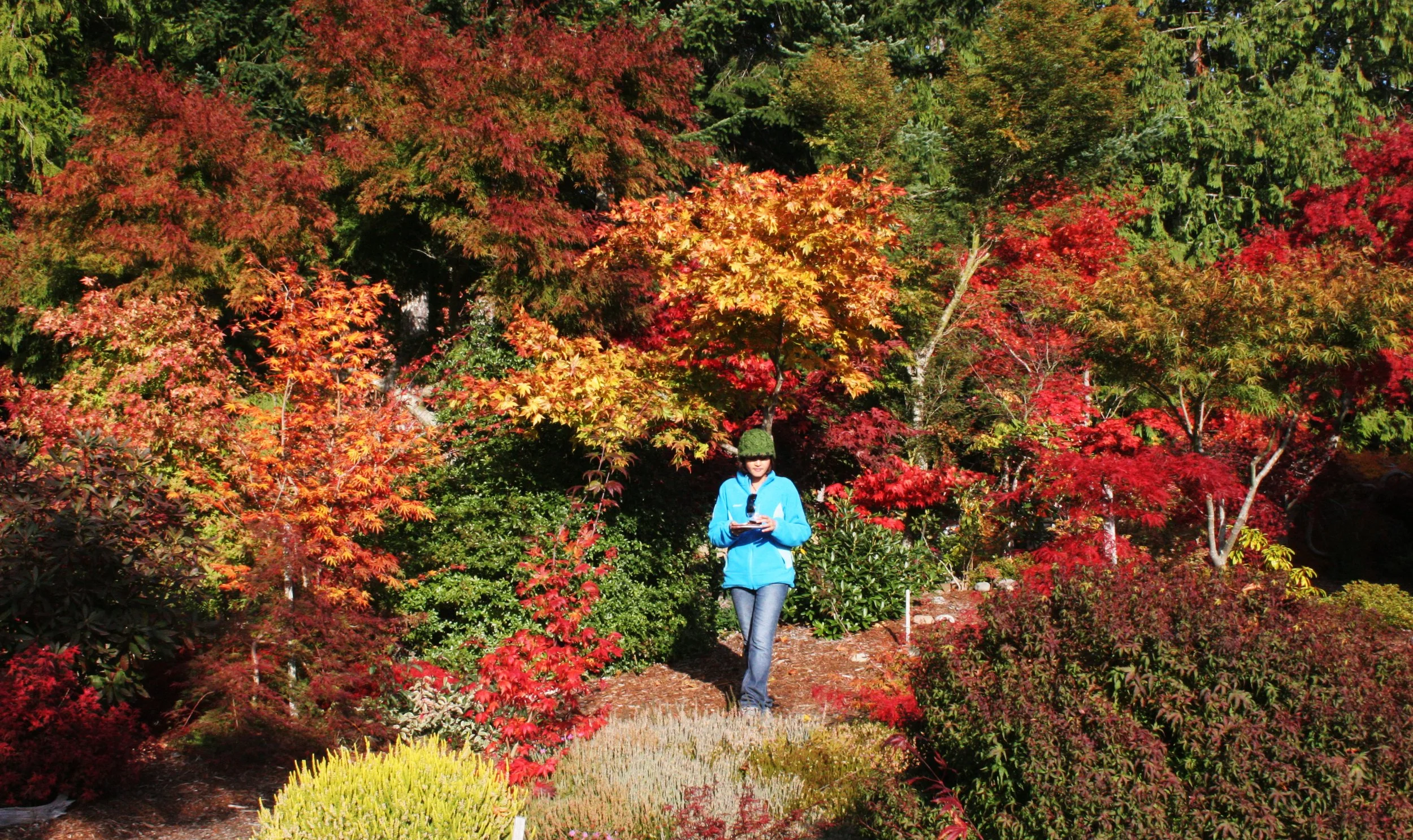 2008-10-26 MAPLE AND MERLOT - ELWHA RIVER VALLEY WA (14).JPG