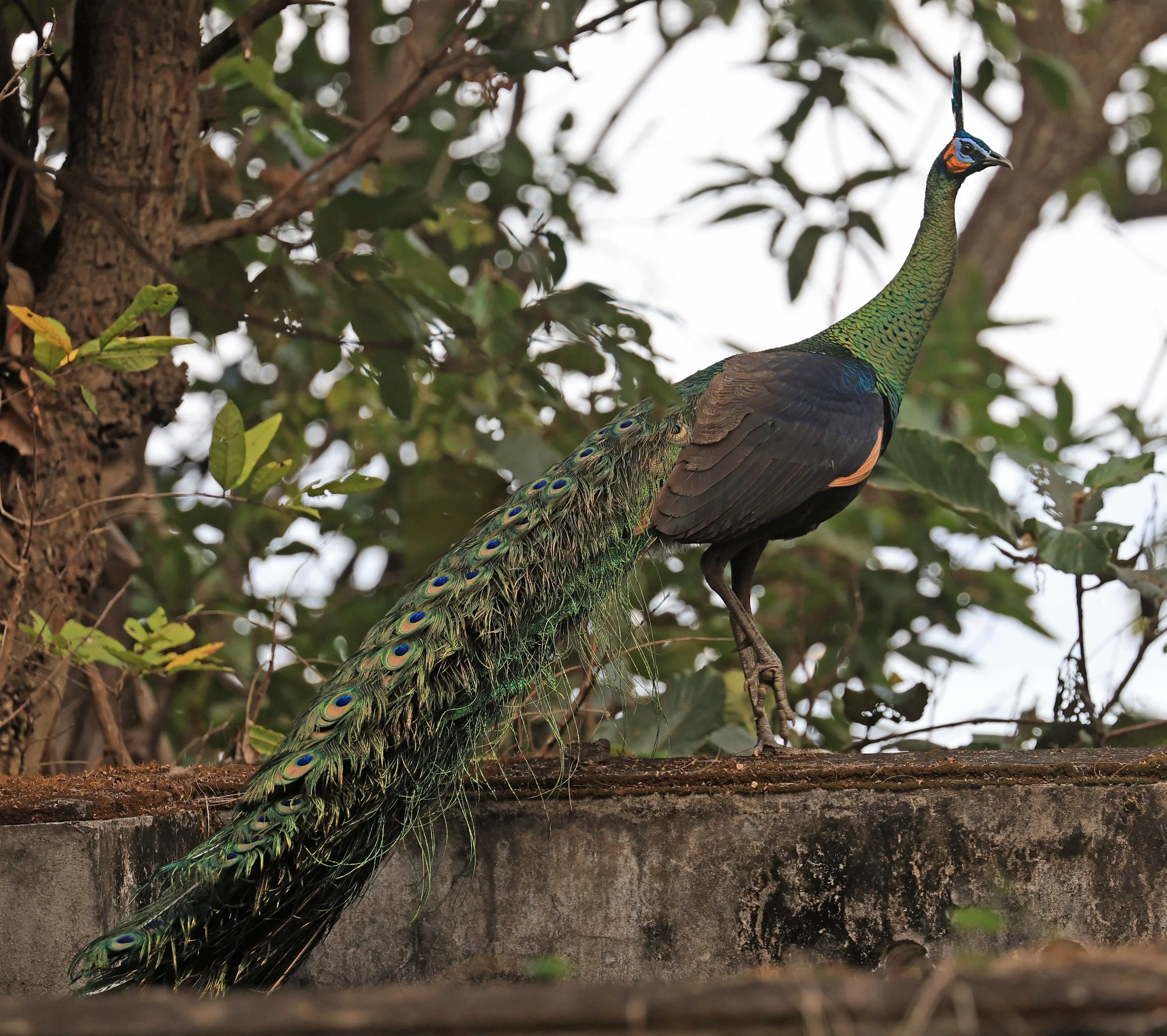 Green Peafowl (Pavo muticus) Doi Butsarakham Phayao Province (22).jpg