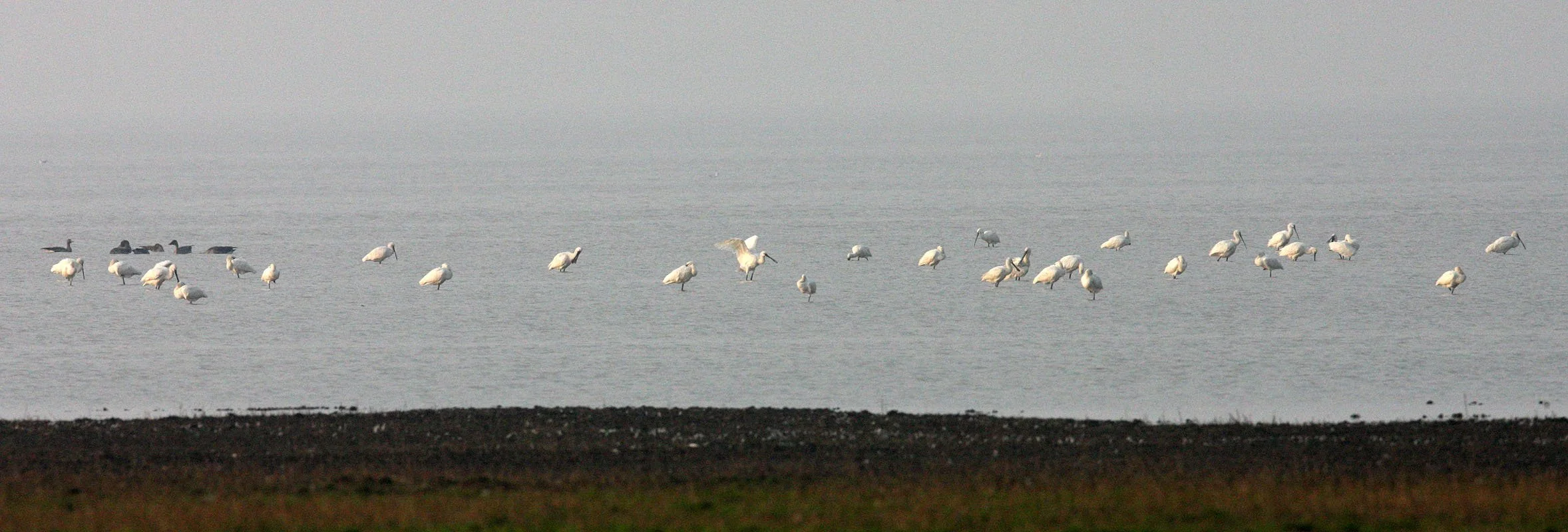SPOONBILL - EURASIAN SPOONBILL - Platalea leucorodia - NANJI HILL RESERVE POYANG LAKE, JIANGXI PROVINCE, CHINA (46).JPG