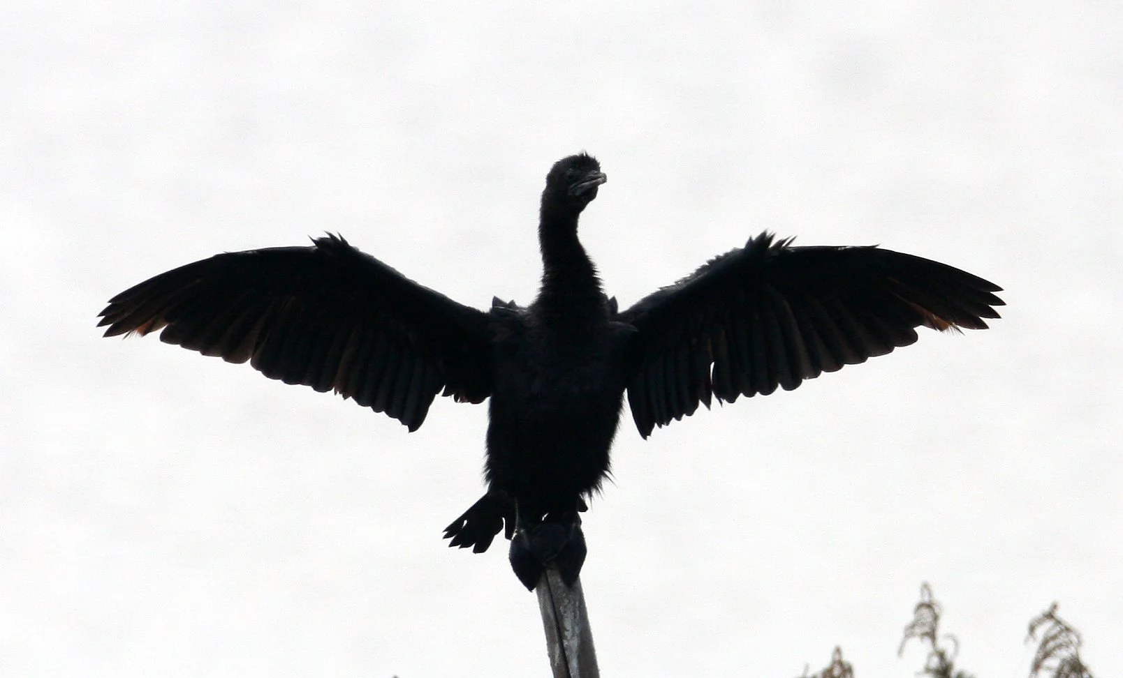 Microcarbo niger - Little Cormorant - Pak Thale, Thailand (2).JPG