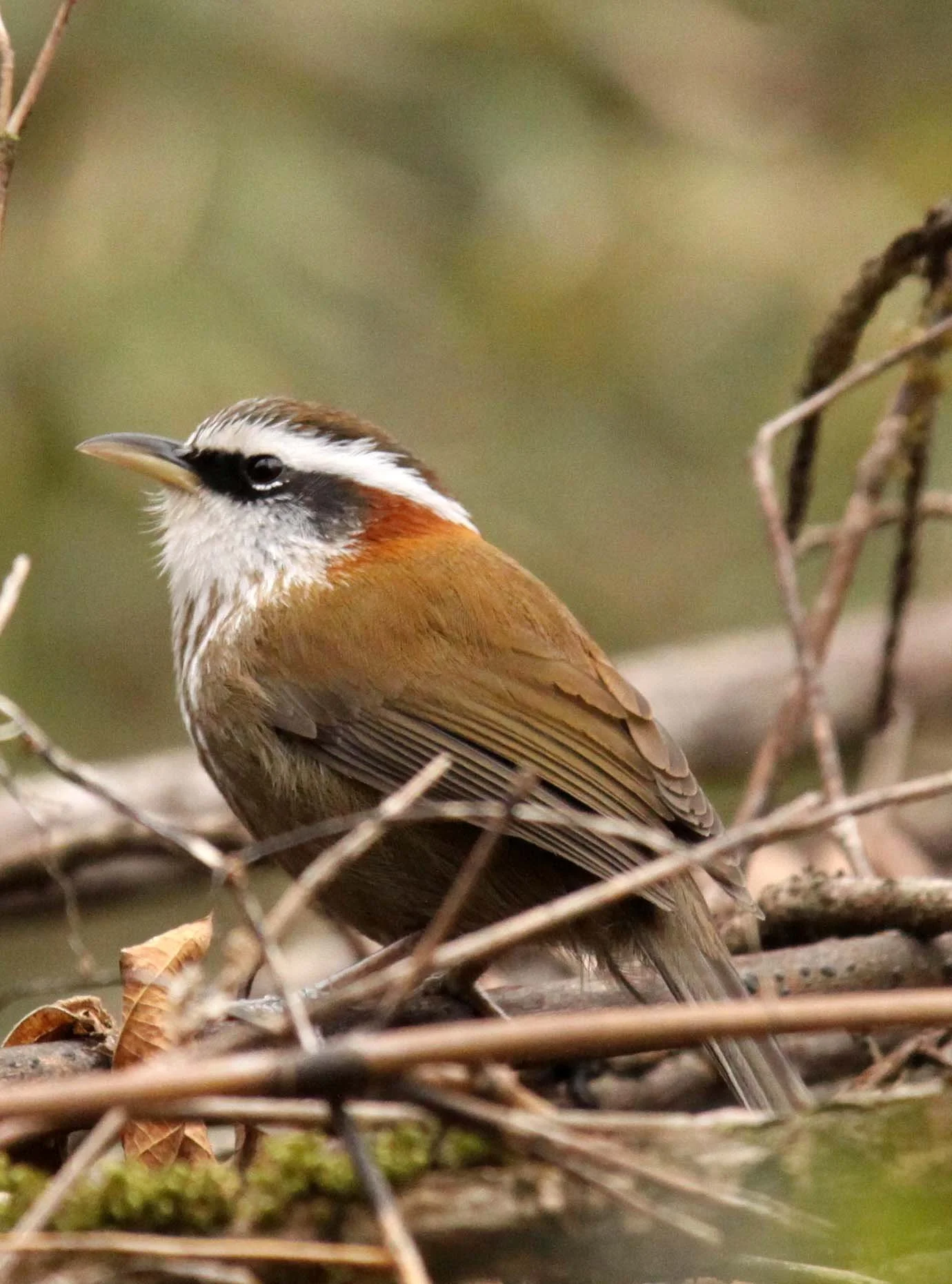BIRD - BABBLER - WHITE-BROWED SCIMITAR BABBLER - FOPING NATURE RESERVE - SHAANXI PROVINCE CHINA (7).JPG