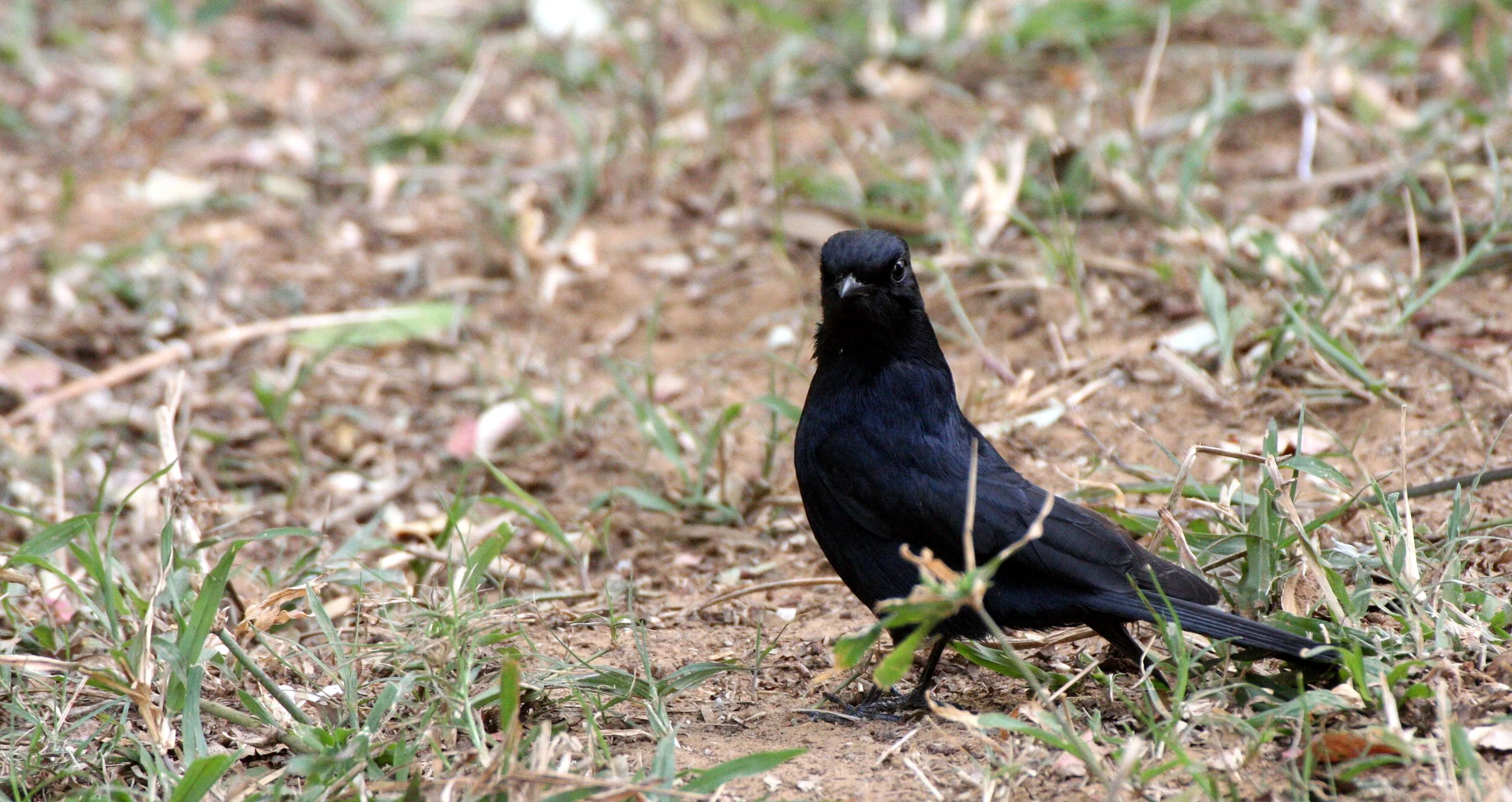 BIRD - FLYCATCHER - SOUTHERN BLACK FLYCATCHER - MELAENORNIS PAMMELAINA - IMFOLOZI NATIONAL PARK SOUTH AFRICA (2).JPG