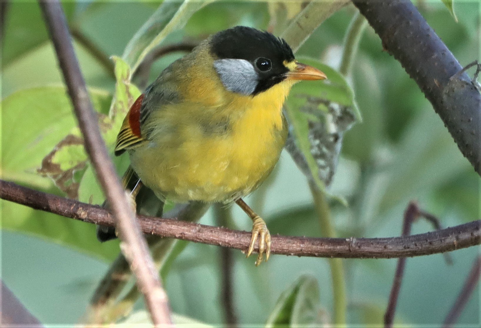 MESIA - SILVER-EARED MESIA - Leiothrix argentauris - DOI ANG KANG CHIANG MAI (41).jpg