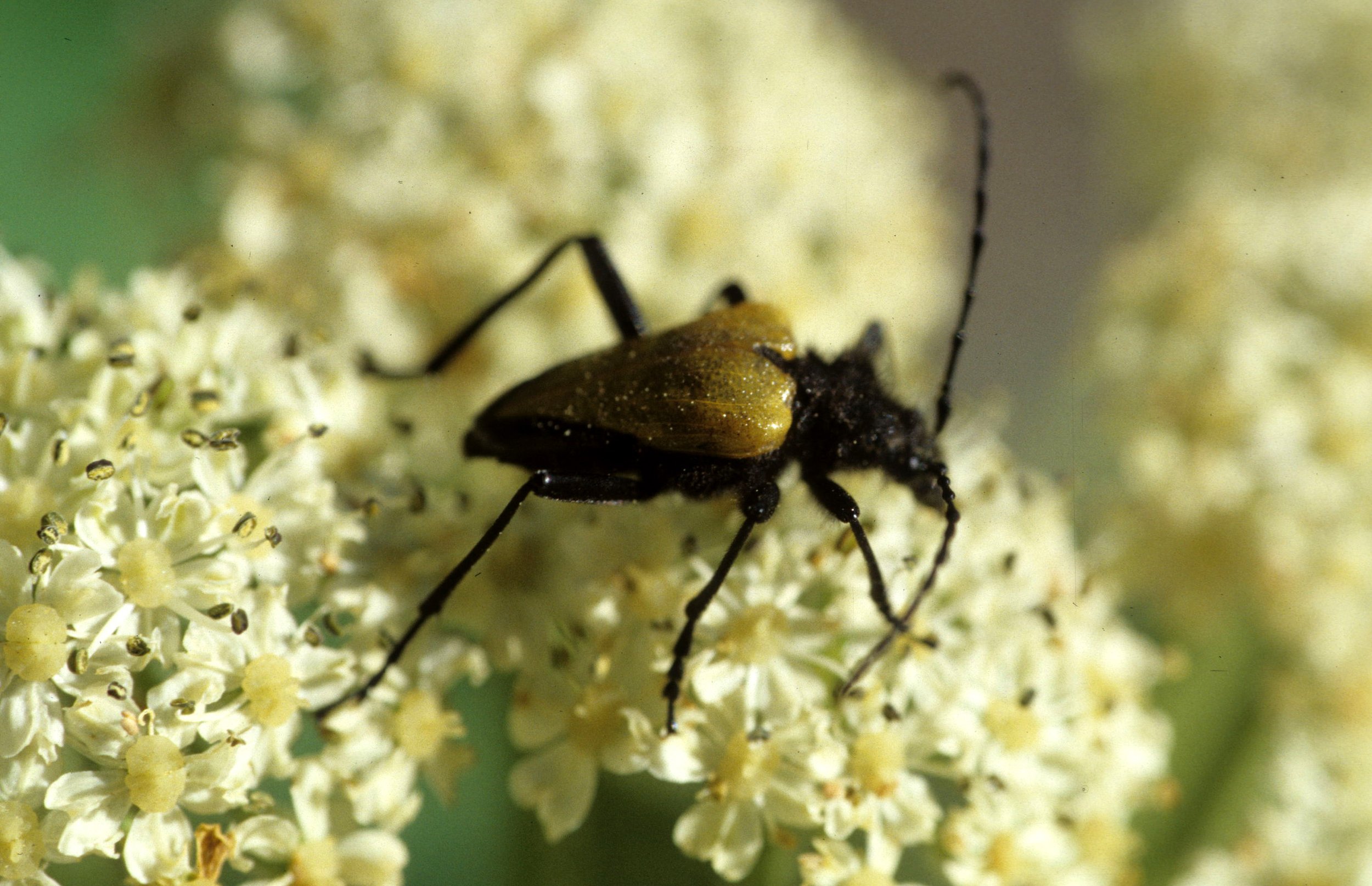 INVERTS - COLEOPTERA - PACHYTA ARMATA ON COW PARSNIP (2).jpg