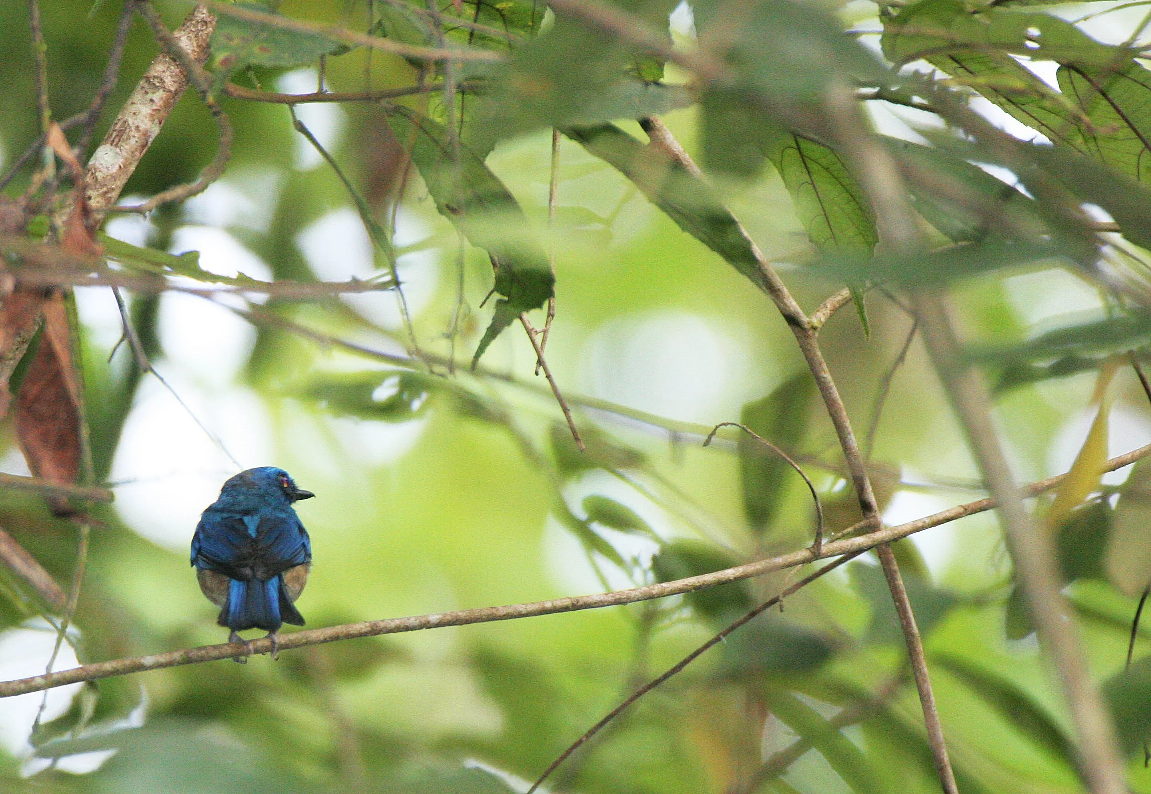BIRD - FLYCATCHER - BORNEAN BLUE-FLYCATCHER - CYORNIS SUPERBUS - KINABATANGAN RIVER BORNEO (6).JPG