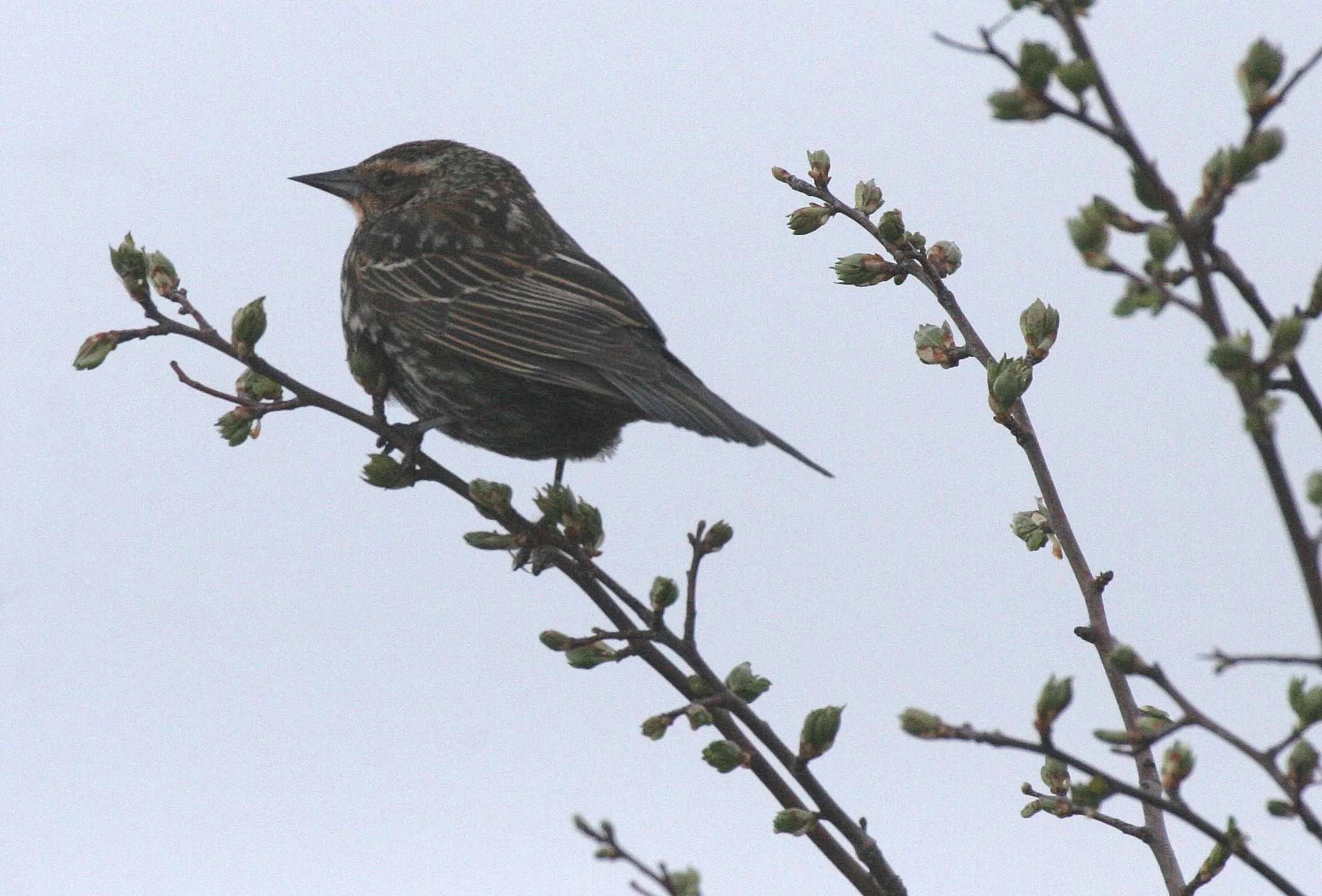 Red-winged Blackbird (Agelaius phoeniceus) Jamestown Olympic Peninsula Washington (19).JPG