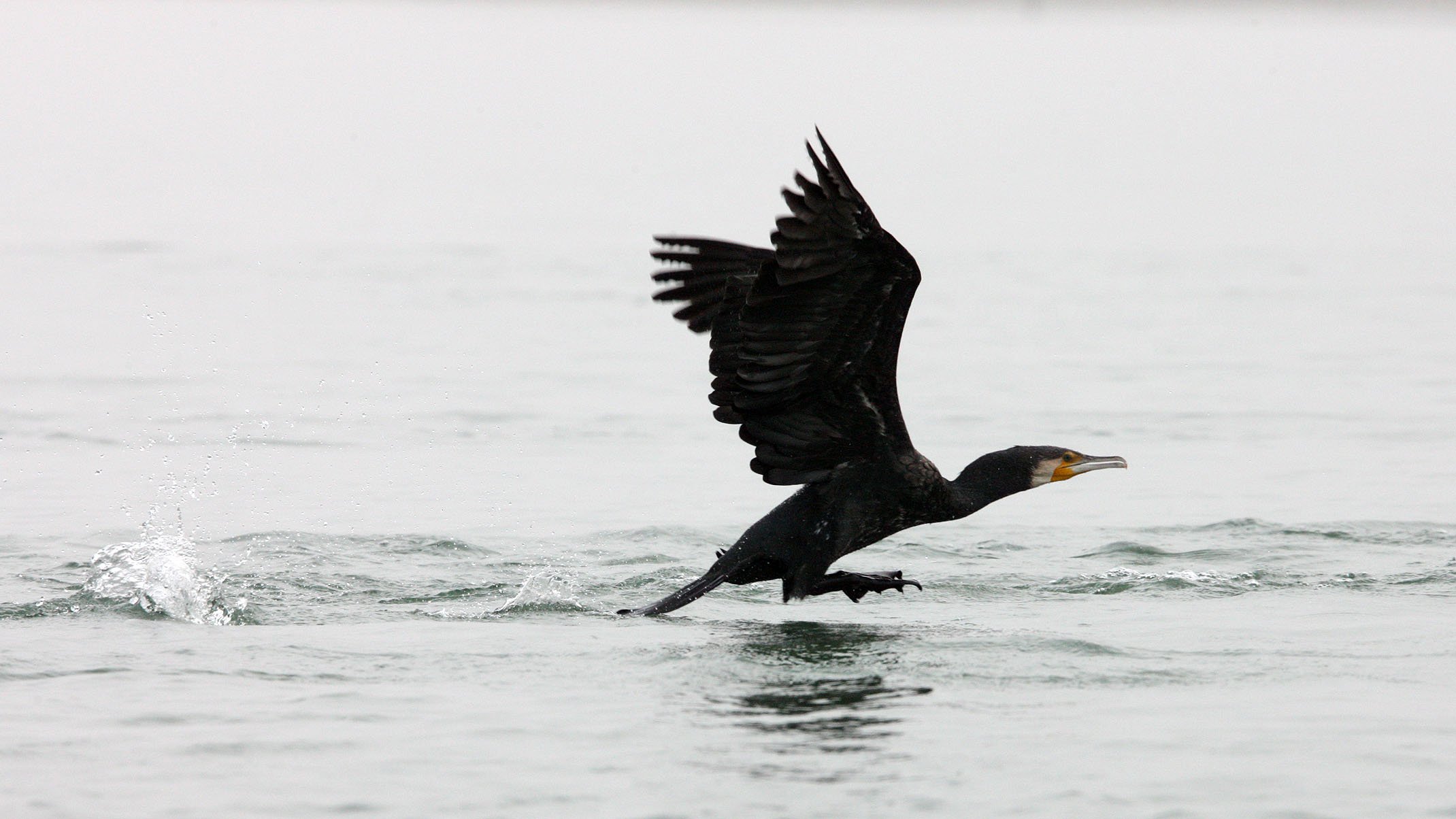 Phalacrocorax carbo - Great Cormorant - Chambal River India (6).JPG