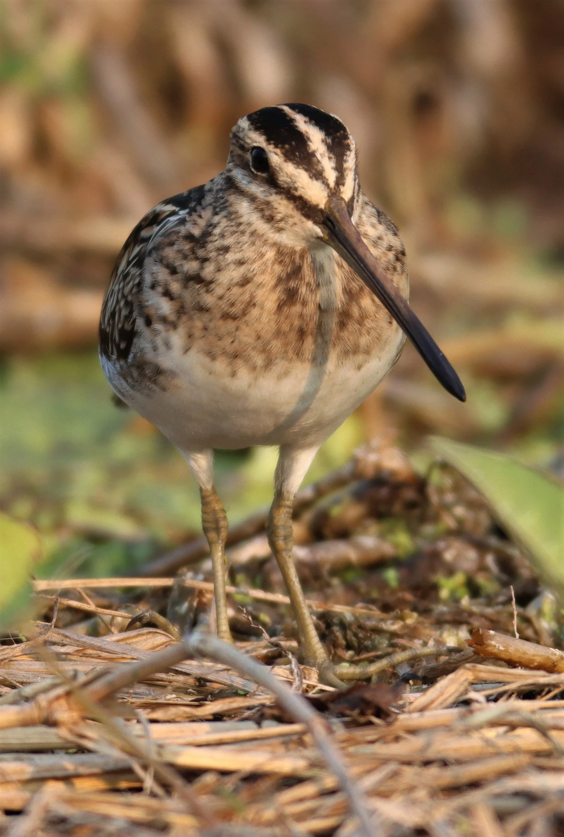 SNIPE - COMMON SNIPE - Gallinago gallinago - LAT KRABANG WETLANDS NEAR BKK (99).jpg