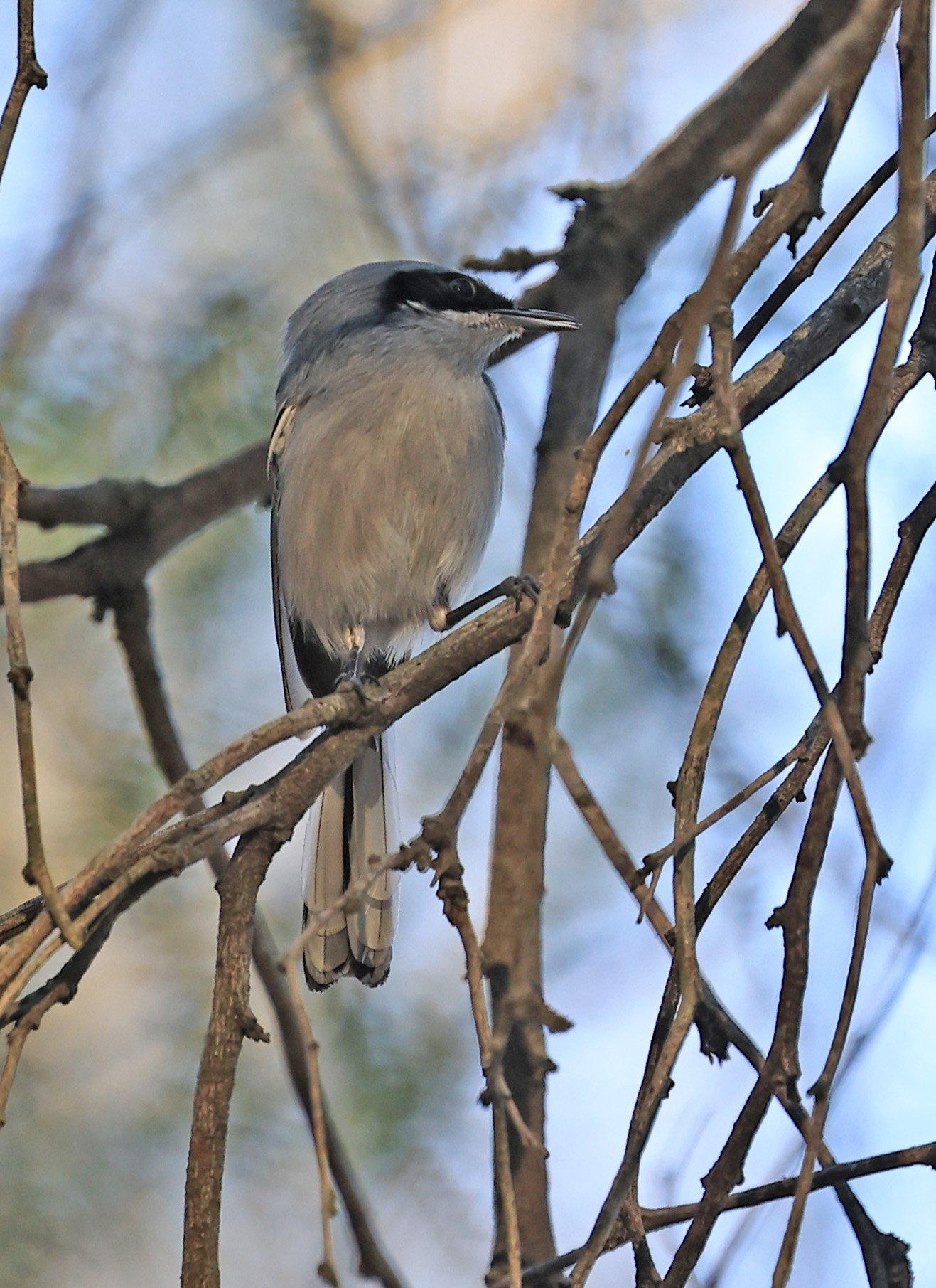 Masked Gnatcatcher (Polioptila dumicola) Estancia Campo'i Paraguay (1).jpg