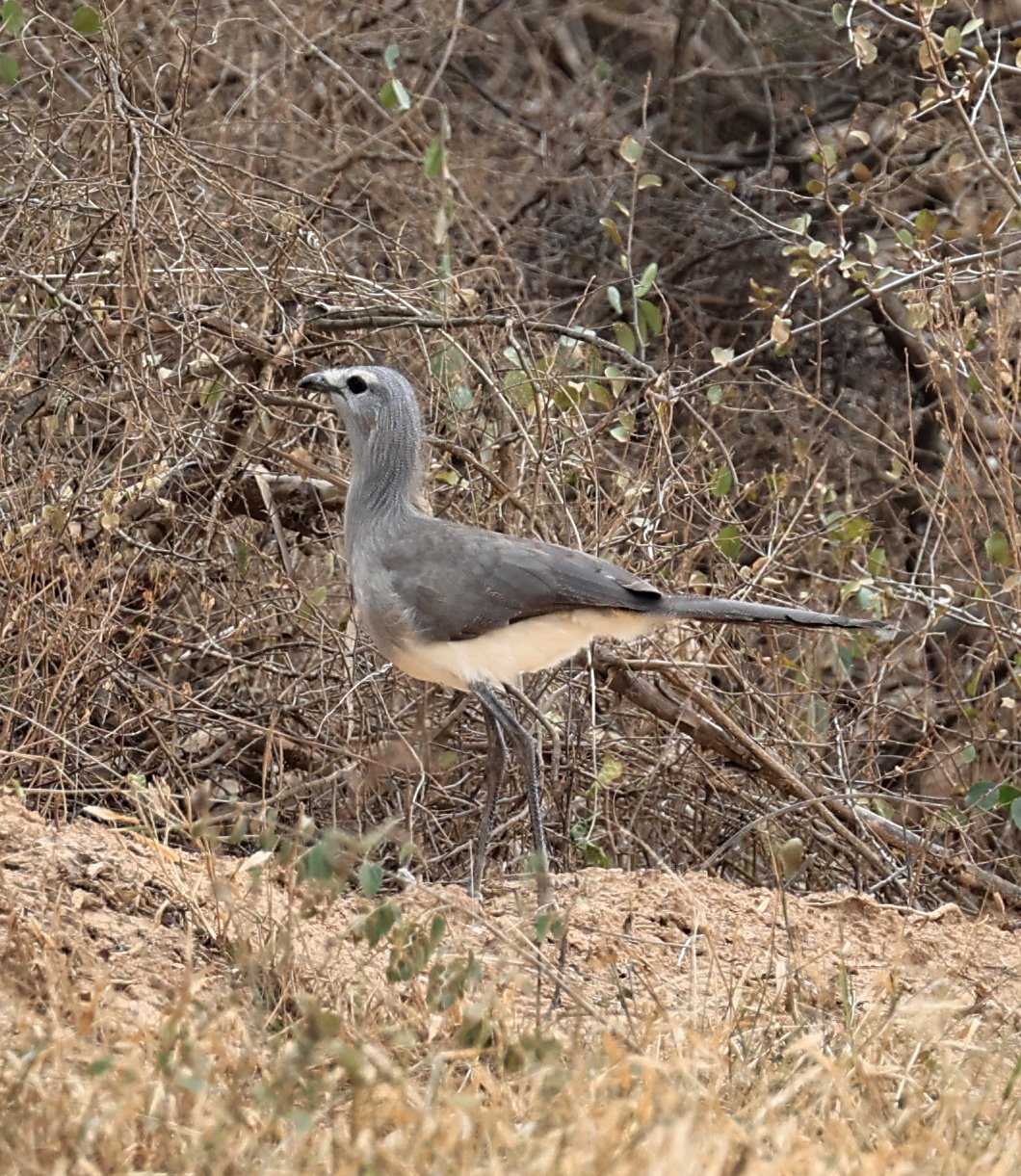 Black-legged Seriema (Chunga burmeisteri) Agua Dulce Paraguay (18).jpg