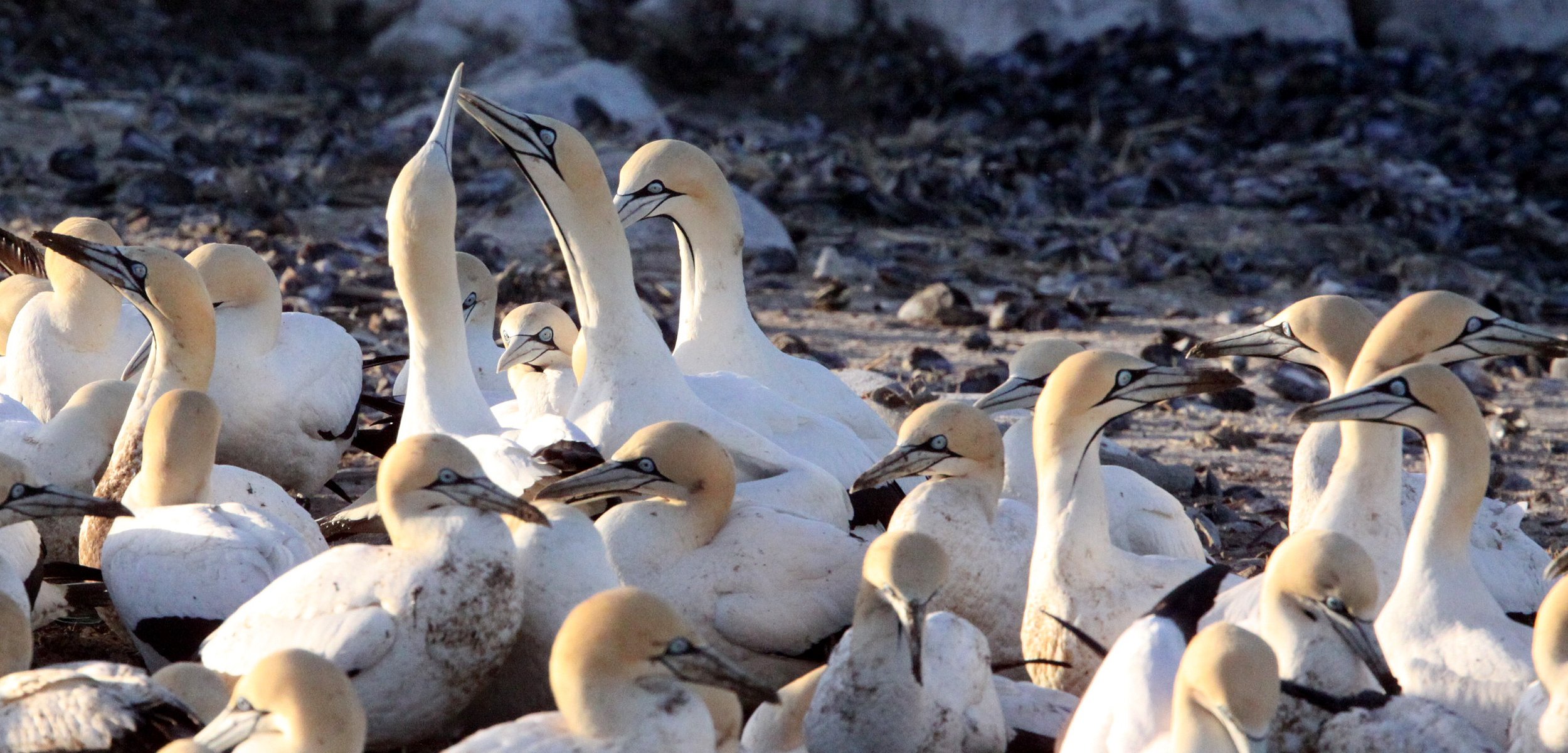 Cape gannet (Morus capensis) Lambert's Bay South Africa (77).JPG