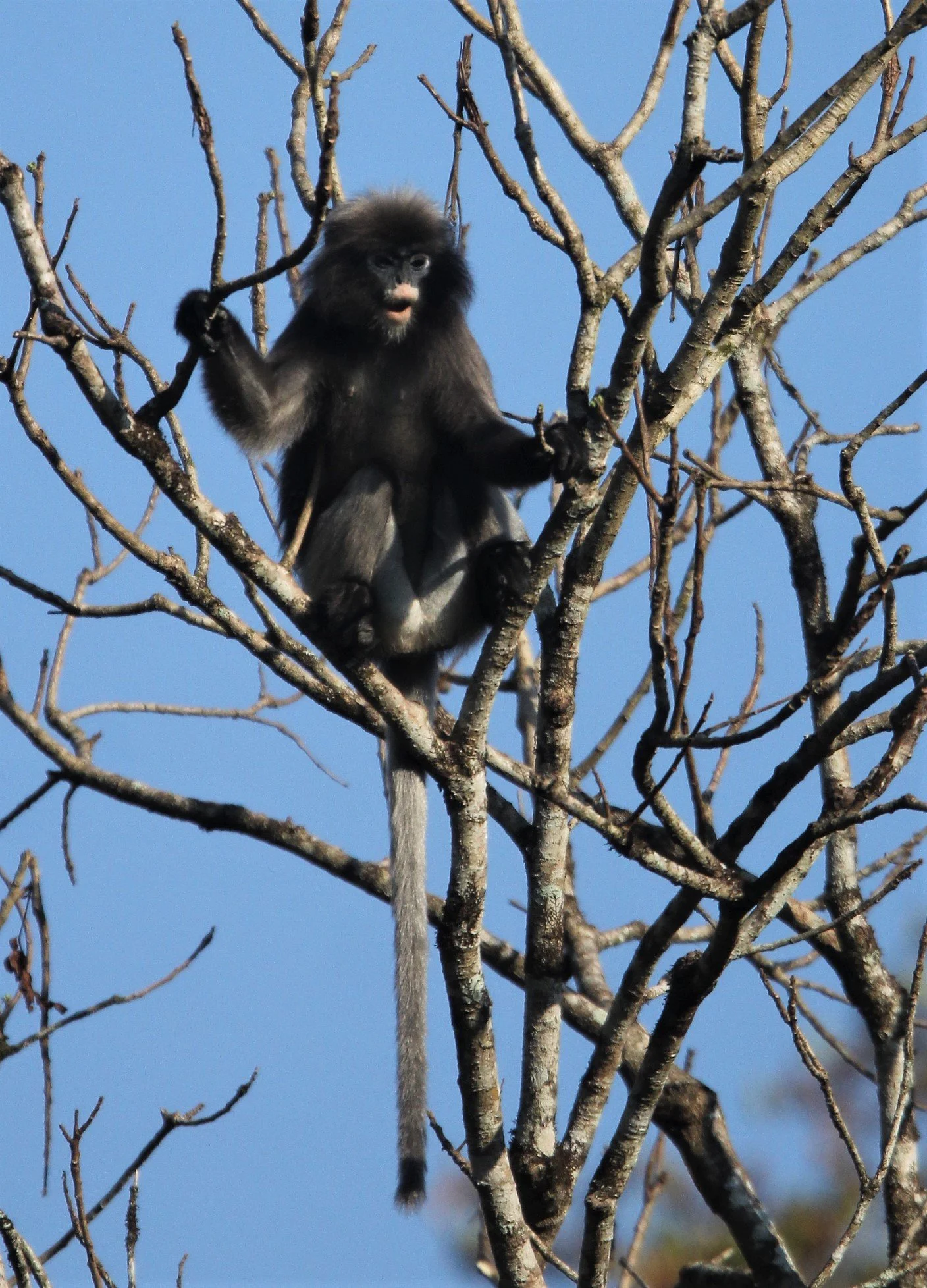 CERCOPITHECIDAE - Trachypithecus obscurus flavicauda - BLOND-TAILED (DUSKY) LANGUR - KAENG KRACHAN NATIONAL PARK THAILAND (97).jpg