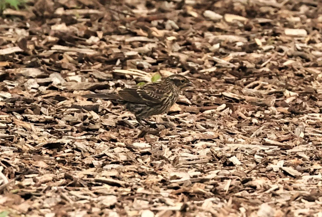 Fox Sparrow (Passerella iliaca) Lincoln Marsh Wheaton Illinois (5).jpg