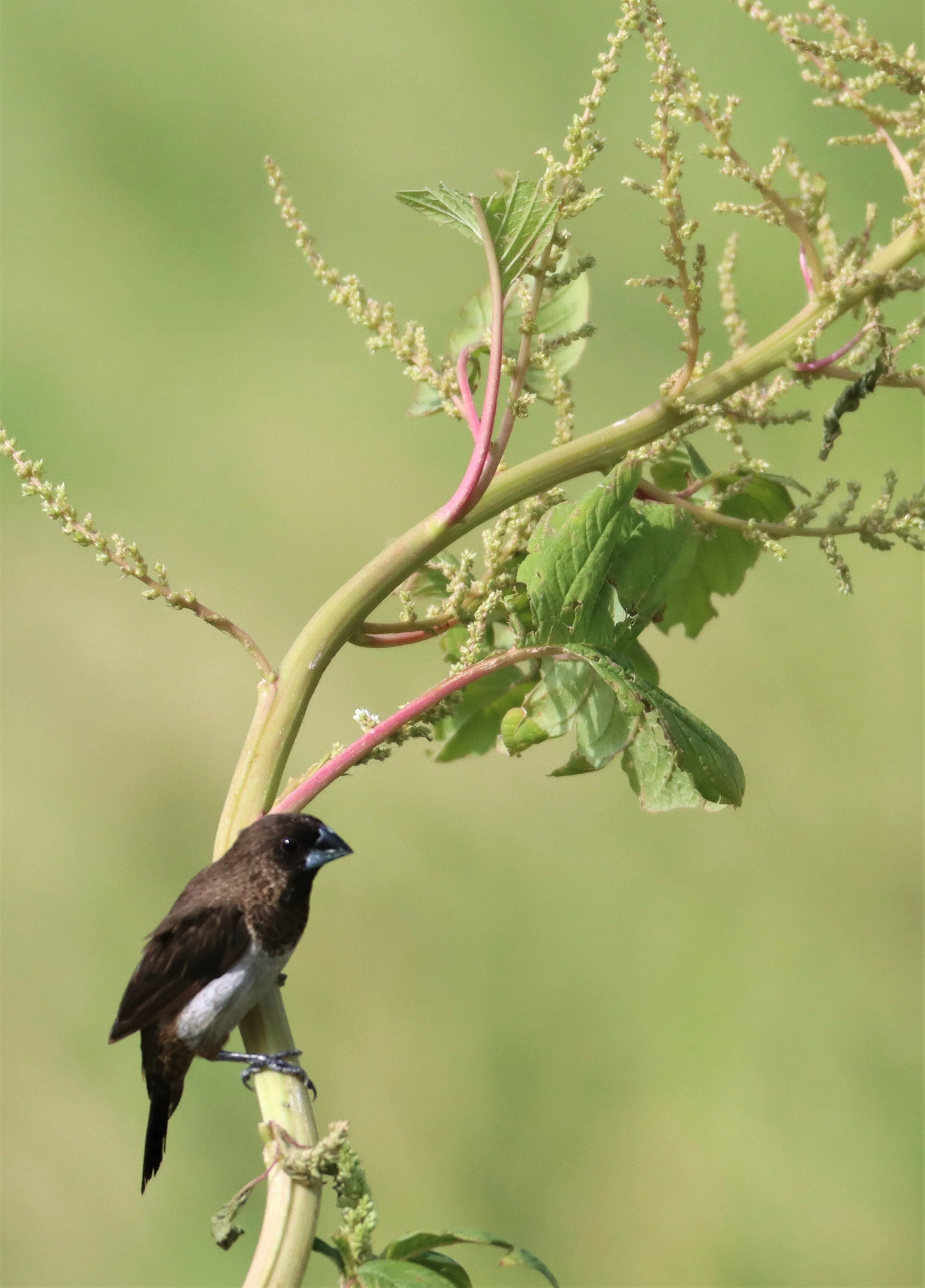 MUNIA - WHITE-RUMPED MUNIA - Lonchura striata - LAT KRABANG WETLANDS NEAR BANGKOK JUNE 2021 (2).jpg