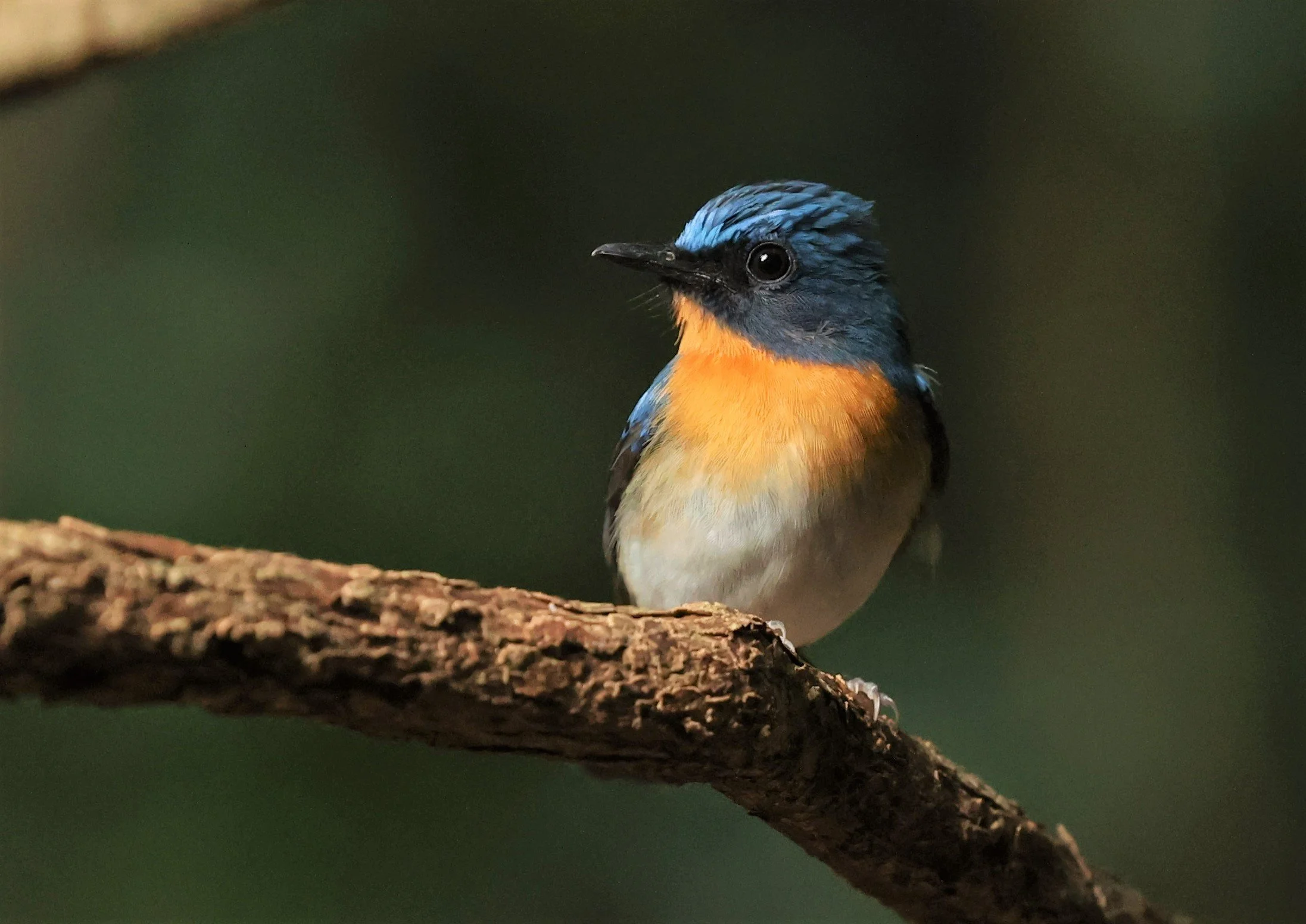 FLYCATCHER - INDOCHINESE BLUE-FLYCATCHER - Cyornis sumatrensis - NUY HIDE NEAR KAENG KRACHAN FEB 2022 (2).jpg