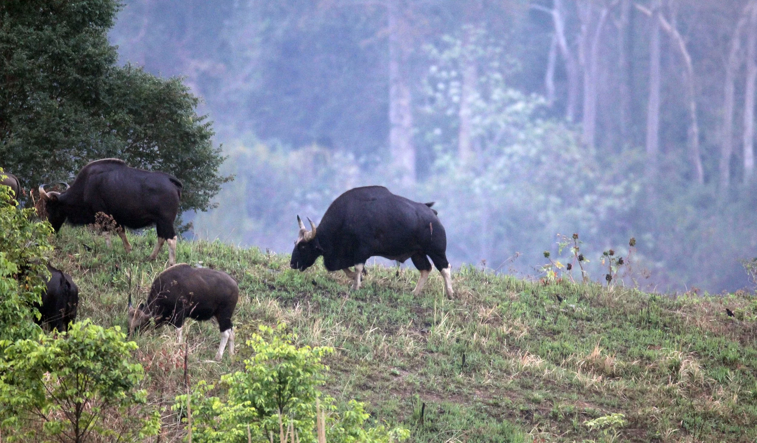 GAUR - SOUTHEAST ASIAN GAUR - Bos gaurus laosiensis - KHAO PANG MA NONHUNTING AREA THAILAND RAW (141).JPG