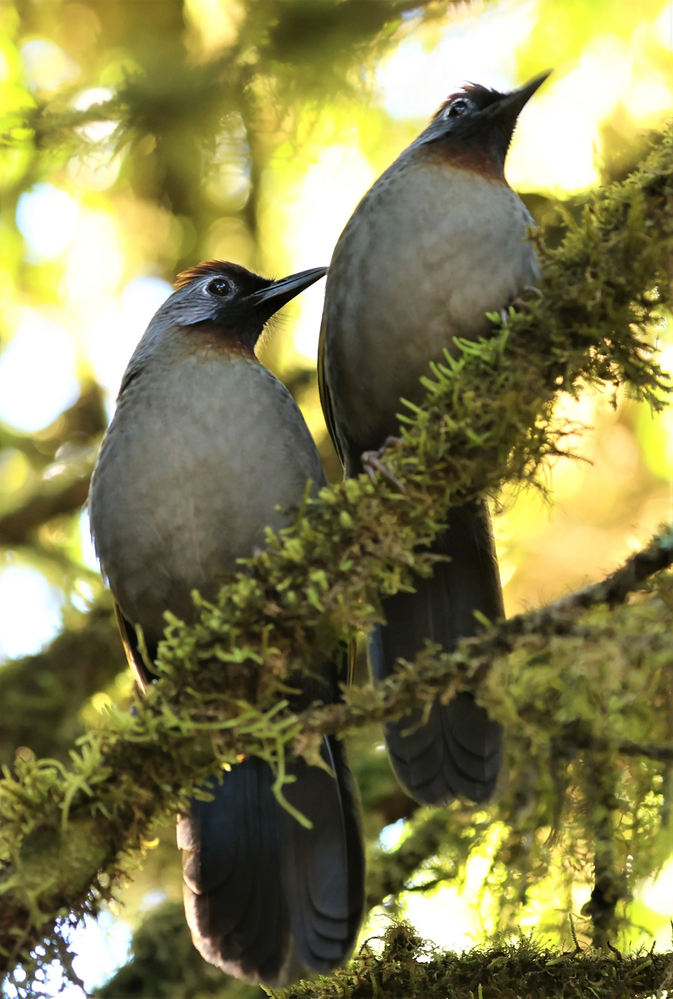 LAUGHINGTHRUSH - SILVER-EARED LAUGHINGTHRUSH - Trochalopteron melanostigma - DOI INTHANON NP CHIANG MAI, DEC 2021 (11).jpg