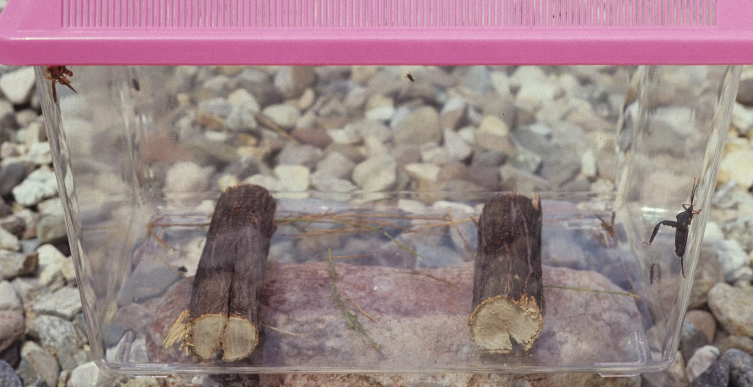 ARIZONA - MADERA CANYON - RESEARCH - DATA COLLECTION V.jpg