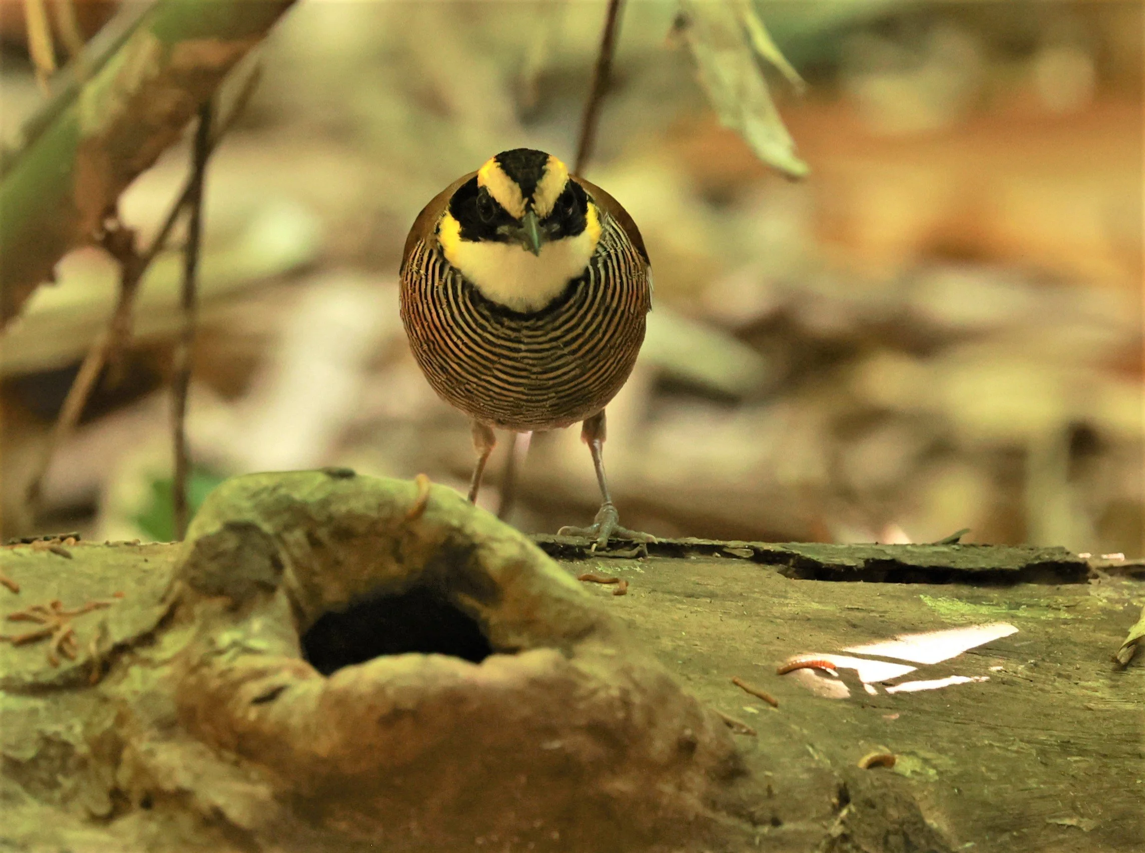 PITTA - Malayan banded pitta - Hydrornis irena - Si Phang Nga National Park, Thailand Feb 18-19, 2023 (8).jpg